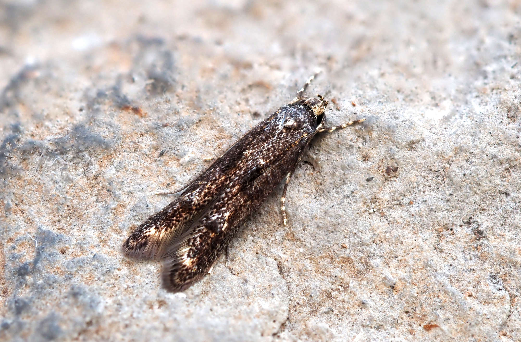 Apple-pith Moth (Blastodacna atra) photographed in Somerset by Steve Chapple