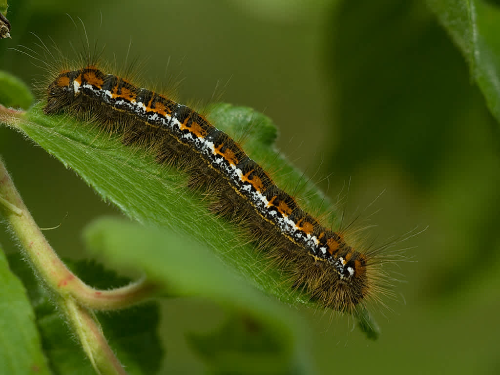 Pale Eggar (Trichiura crataegi) photographed in Somerset by John Bebbington