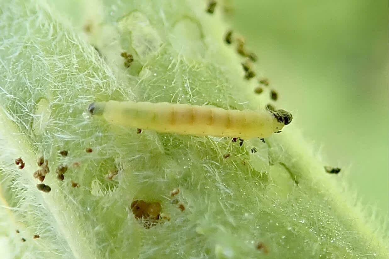 Common Mompha (Mompha epilobiella) photographed in Somerset by Sue Davies