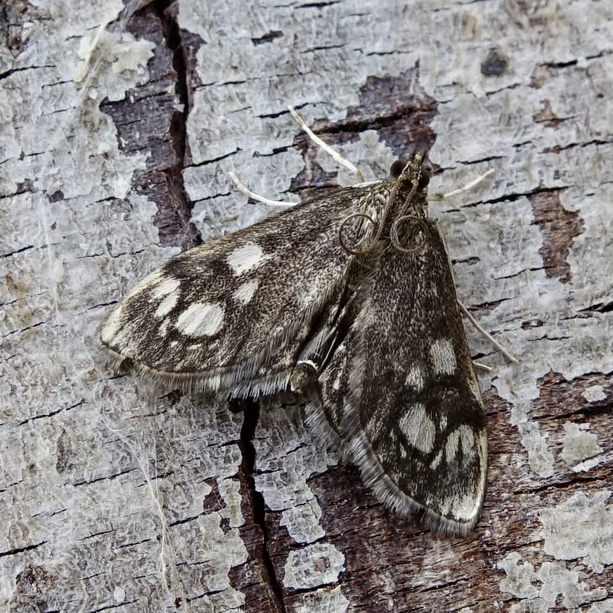 Elder Pearl (Anania coronata) photographed in Somerset by Sue Davies