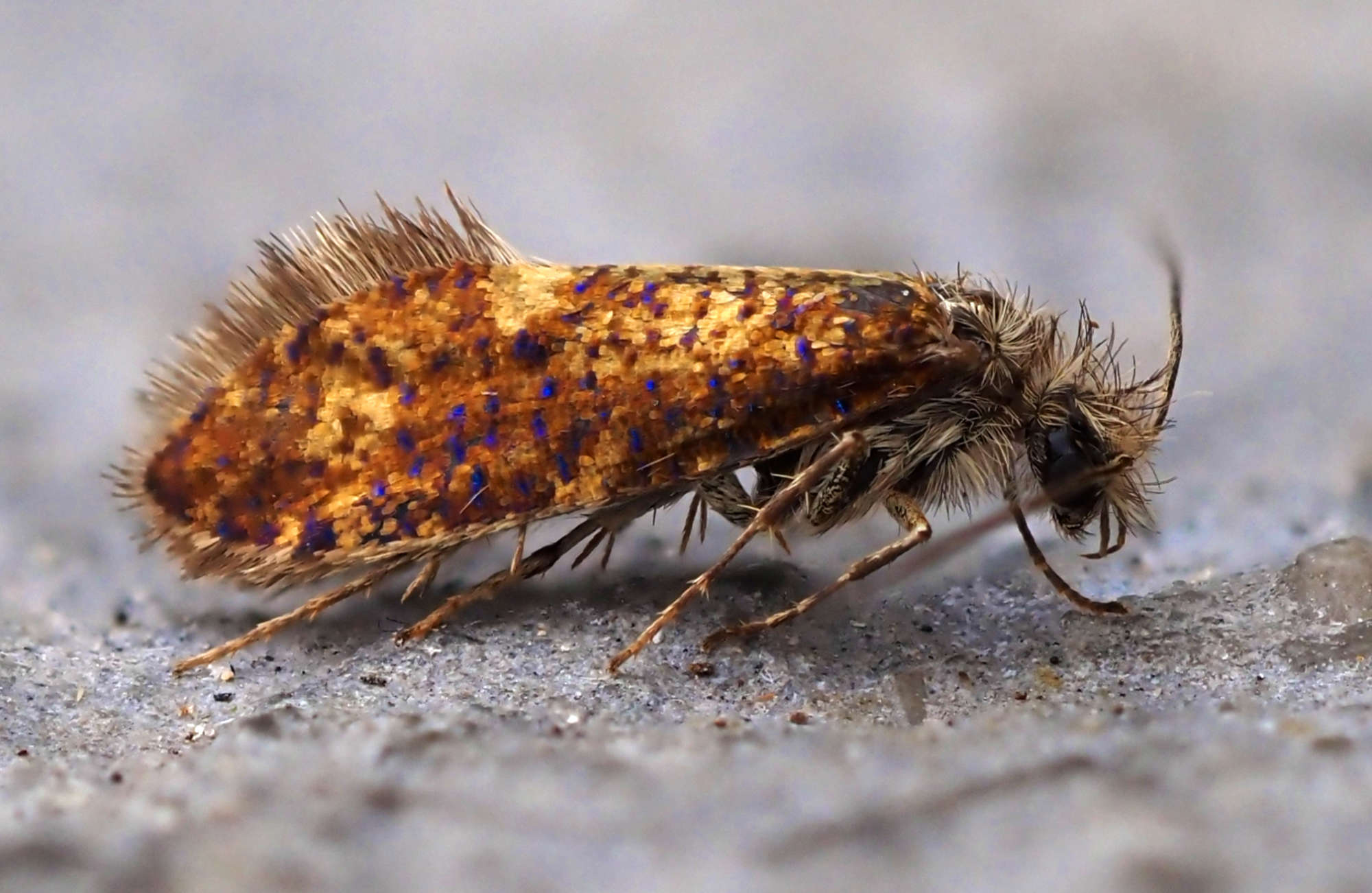 Common Oak Purple (Dyseriocrania subpurpurella) photographed in Somerset by Steve Chapple