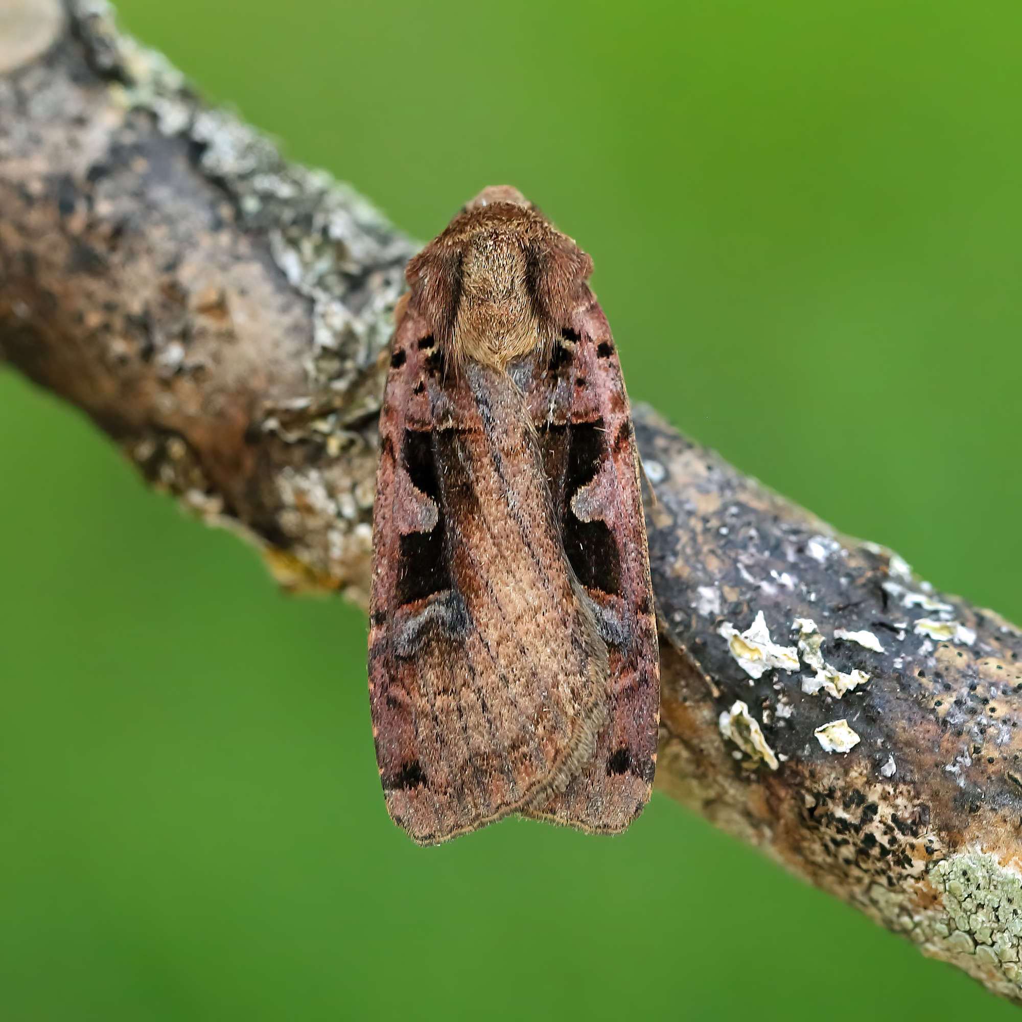 Triple-spotted Clay (Xestia ditrapezium) photographed in Somerset by Nigel Voaden