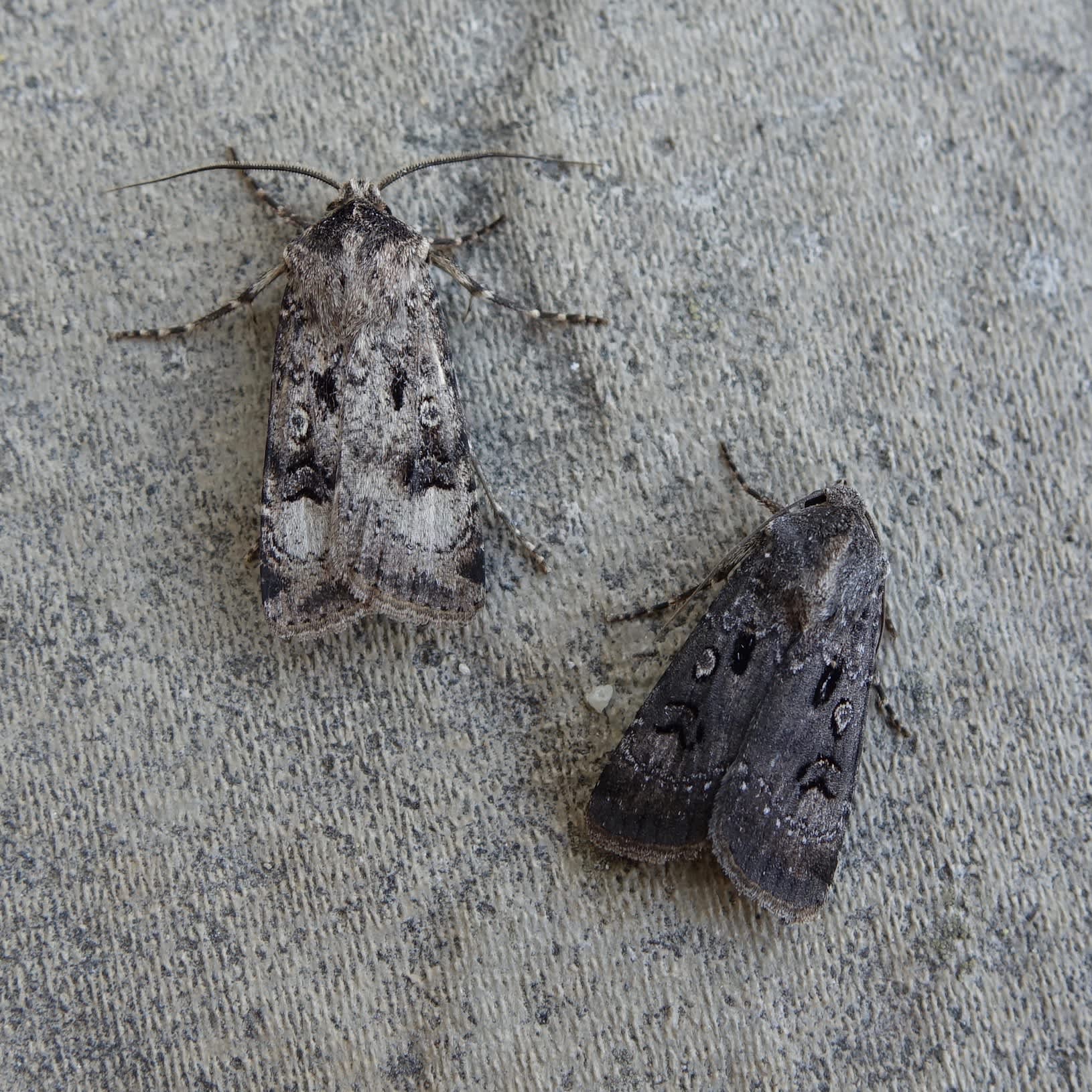 Crescent Dart (Agrotis trux) photographed in Somerset by Sue Davies