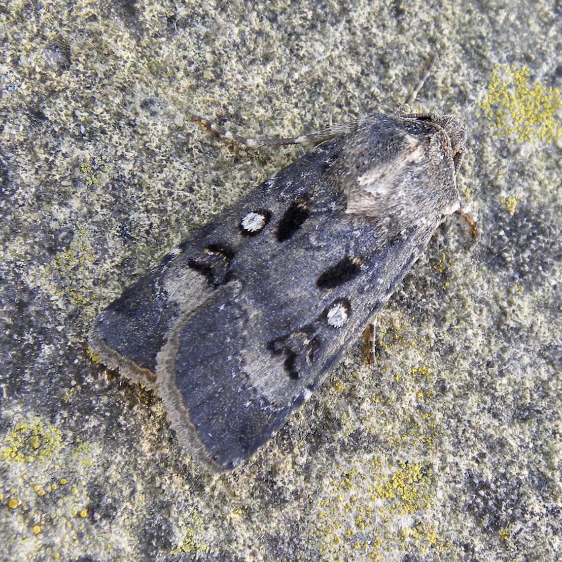 Crescent Dart (Agrotis trux) photographed in Somerset by Sue Davies