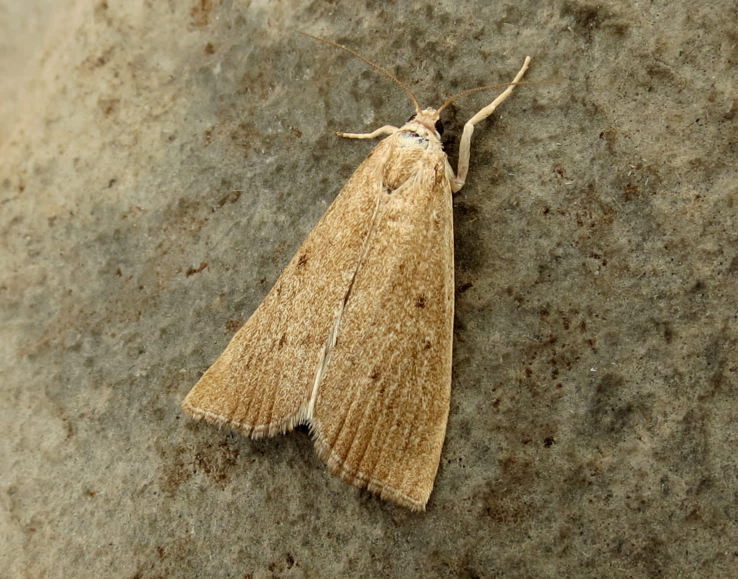 Bulrush Veneer (Calamotropha paludella) photographed in Somerset by Steve Chapple