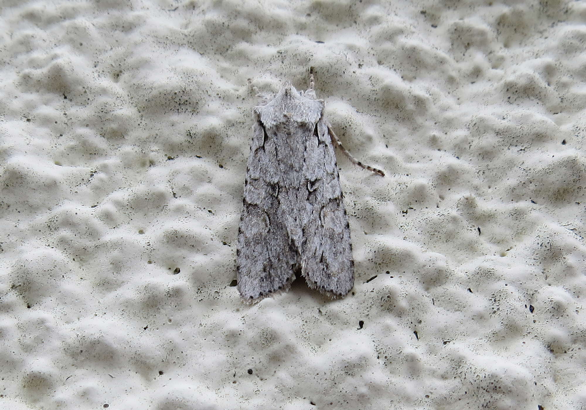 Grey Shoulder-knot (Lithophane ornitopus) photographed in Somerset by Rob Grimmond