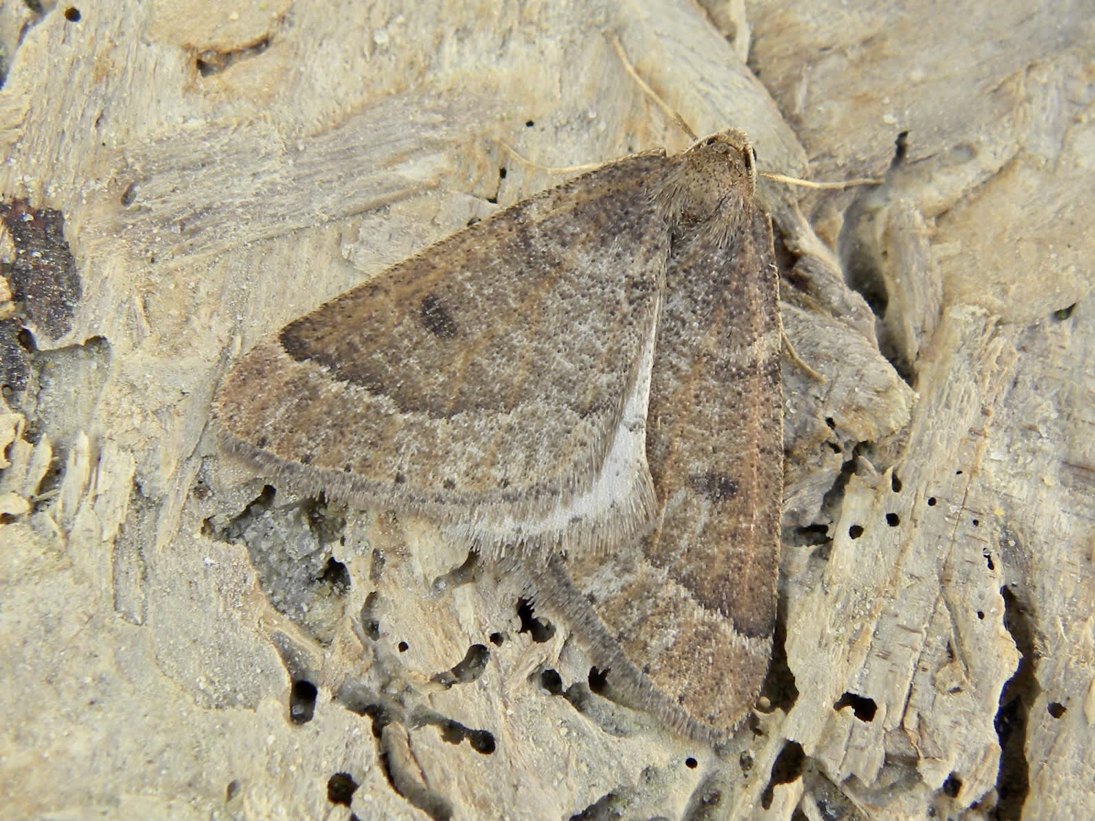 Early Moth (Theria primaria) photographed in Somerset by Sue Davies