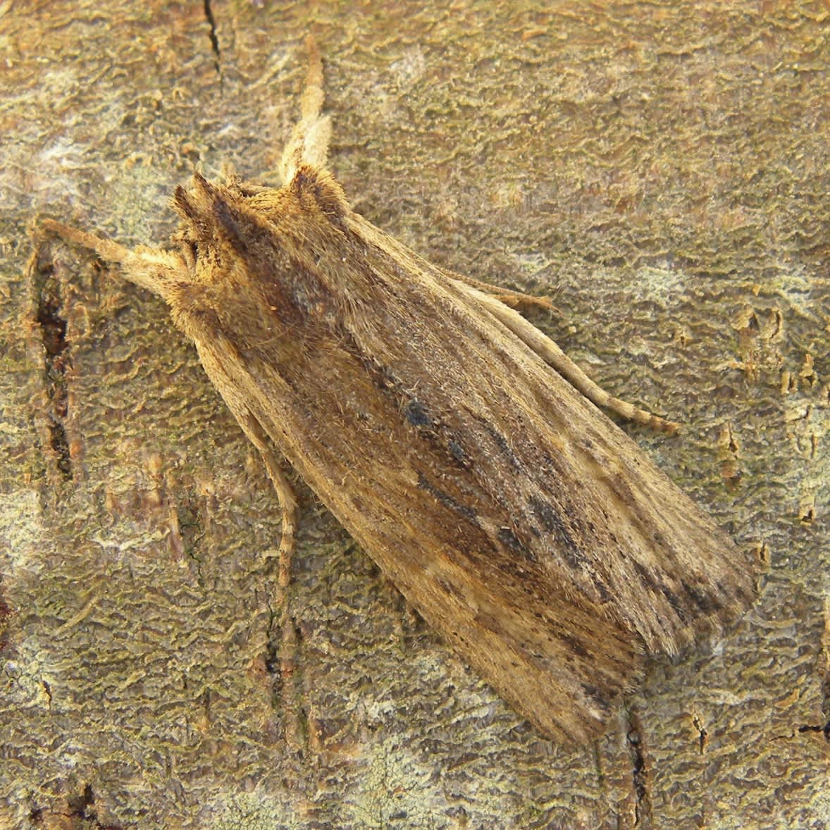 Tawny Pinion (Lithophane semibrunnea) photographed in Somerset by Sue Davies