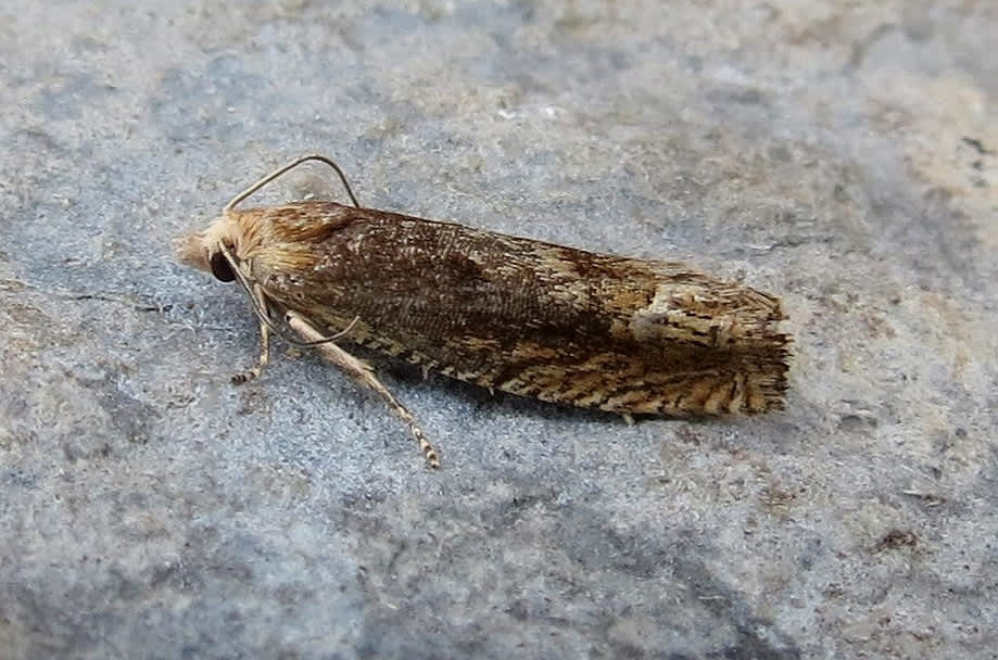 Bright Bell (Eucosma hohenwartiana) photographed in Somerset by Steve Chapple