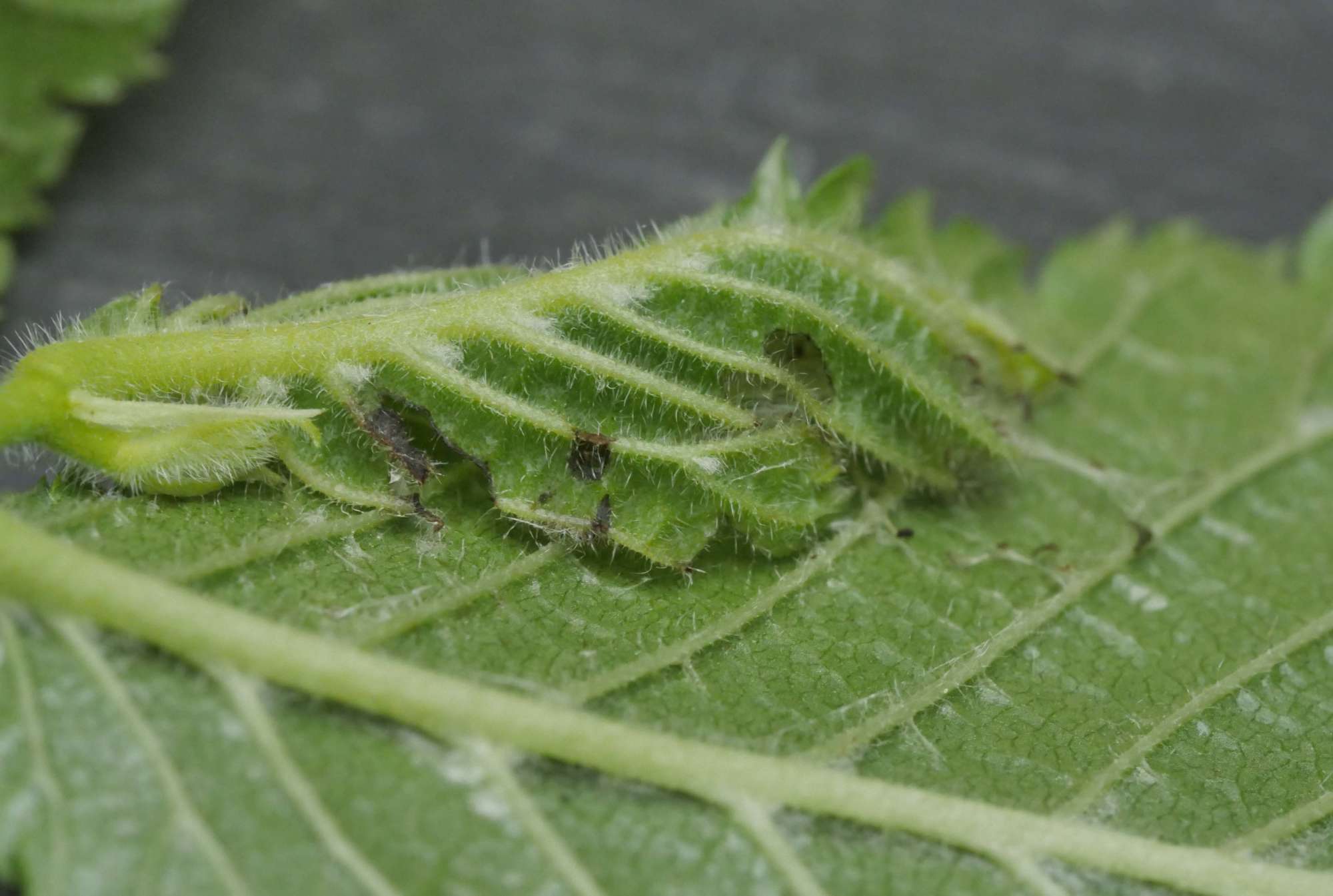 Brown Elm Bell (Epinotia abbreviana) photographed in Somerset by Jenny Vickers