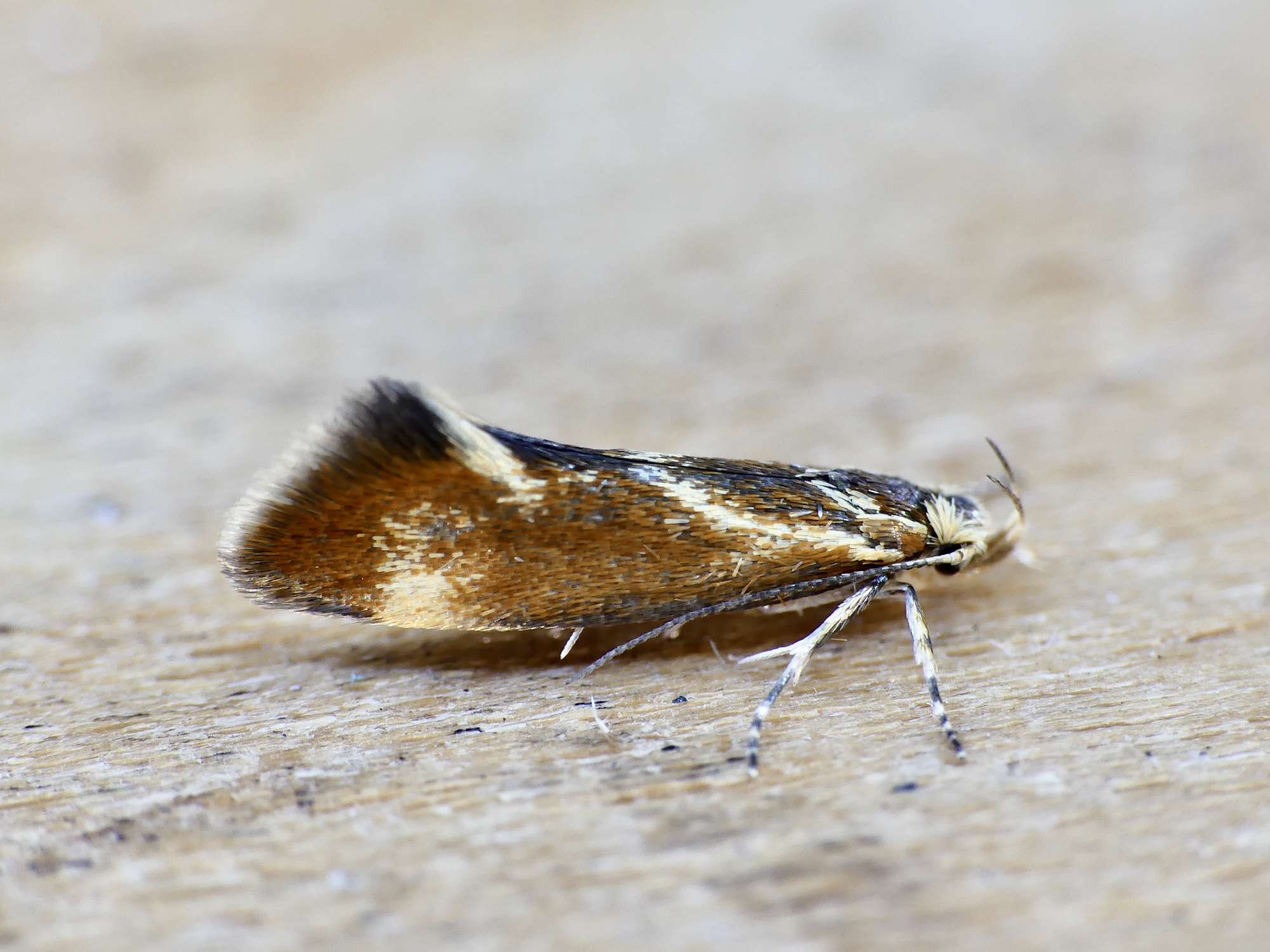 Italian Tubic (Metalampra italica) photographed in Somerset by Paul Wilkins