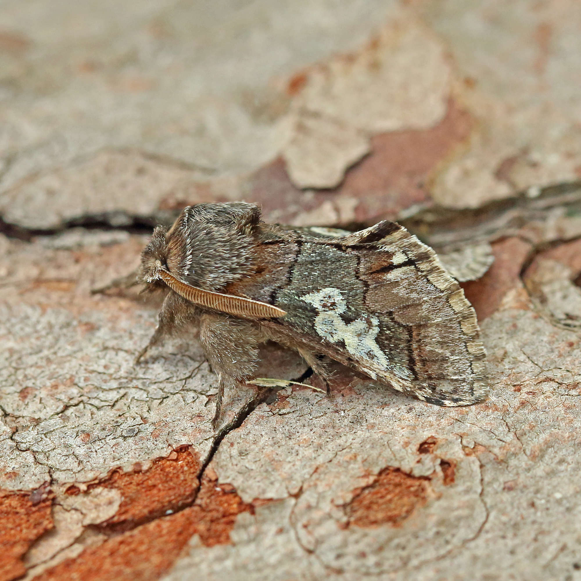 Figure of Eight (Diloba caeruleocephala) photographed in Somerset by Nigel Voaden