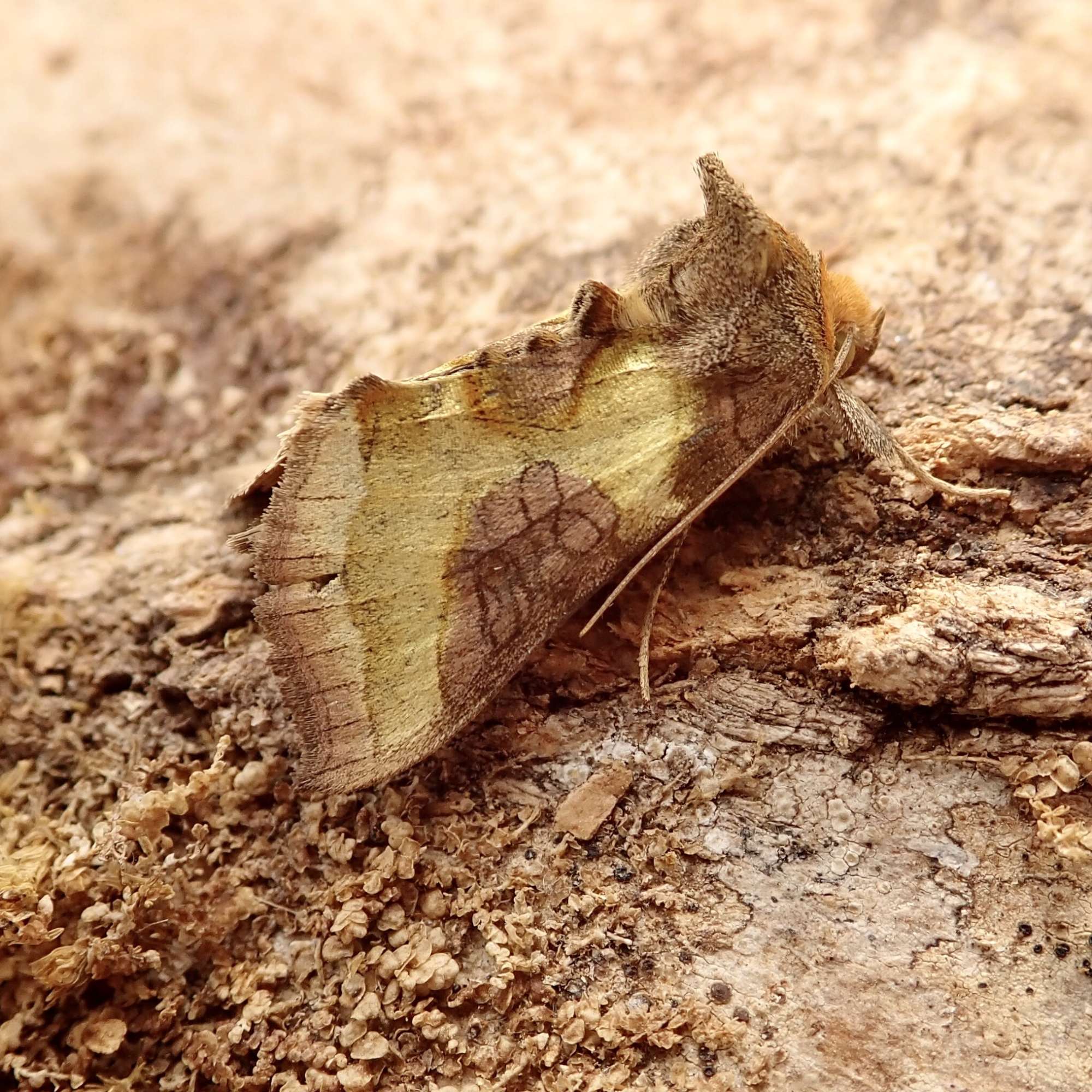 Burnished Brass (Diachrysia chrysitis) photographed in Somerset by Sue Davies