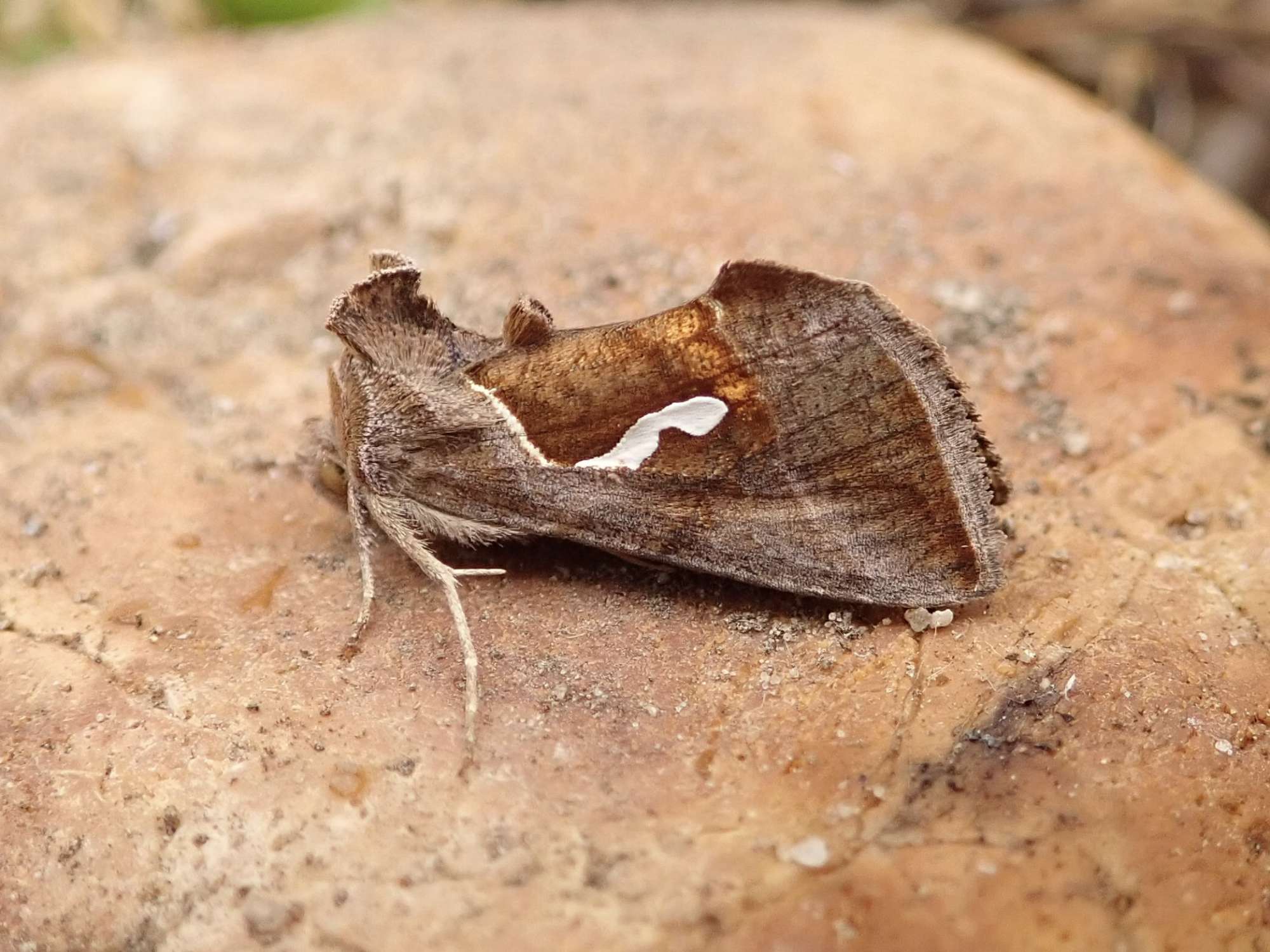 Dewick's Plusia (Macdunnoughia confusa) photographed in Somerset by Sue Davies
