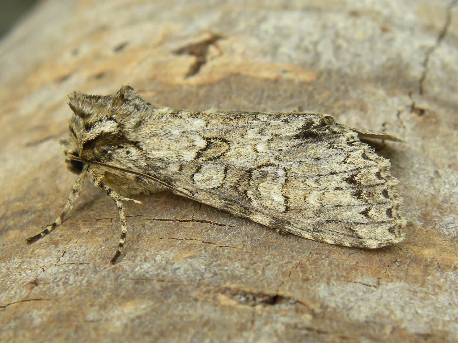 Grey Arches (Polia nebulosa) photographed in Somerset by Sue Davies
