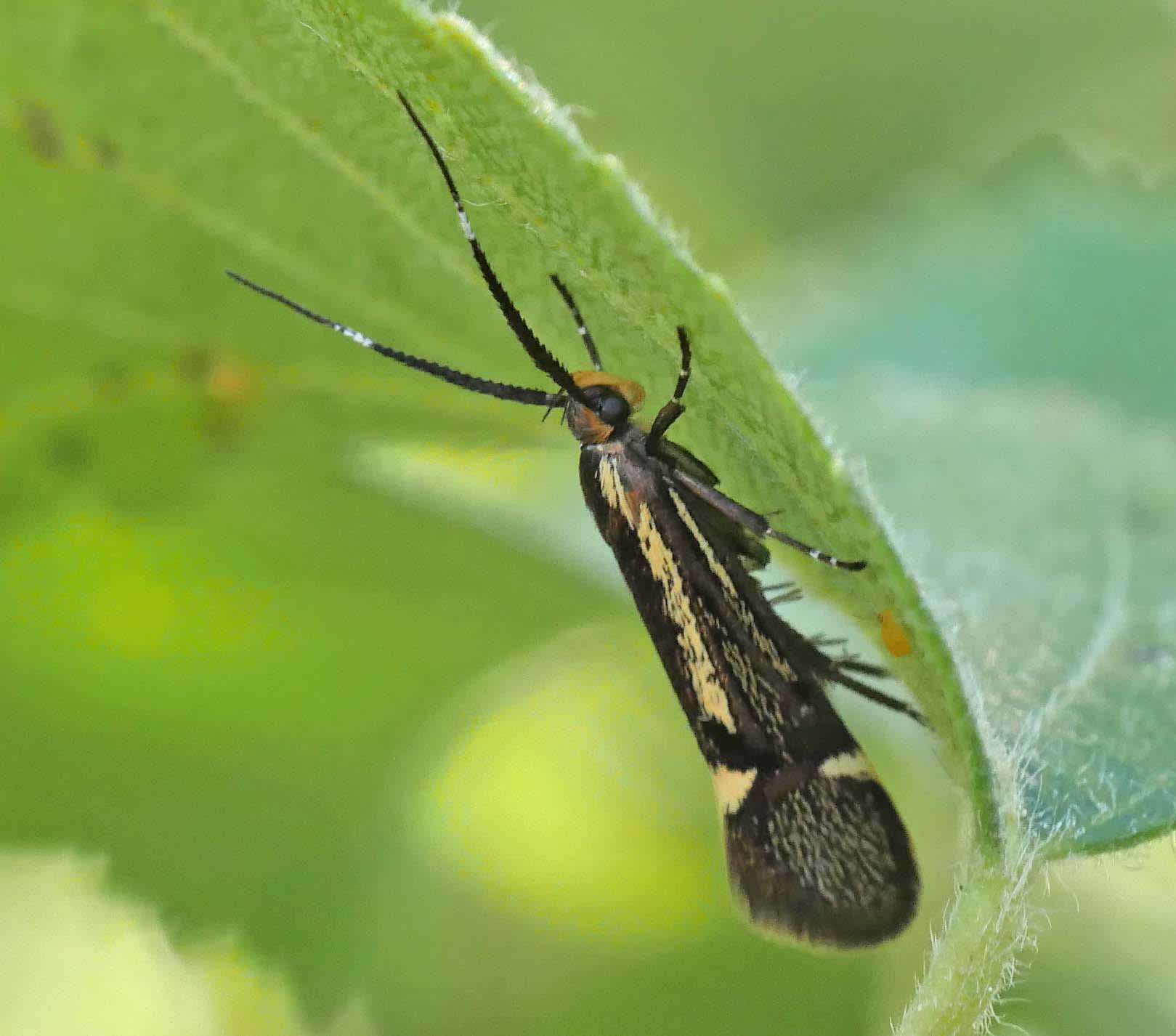 Sulphur Tubic (Esperia sulphurella) photographed in Somerset by Jenny Vickers