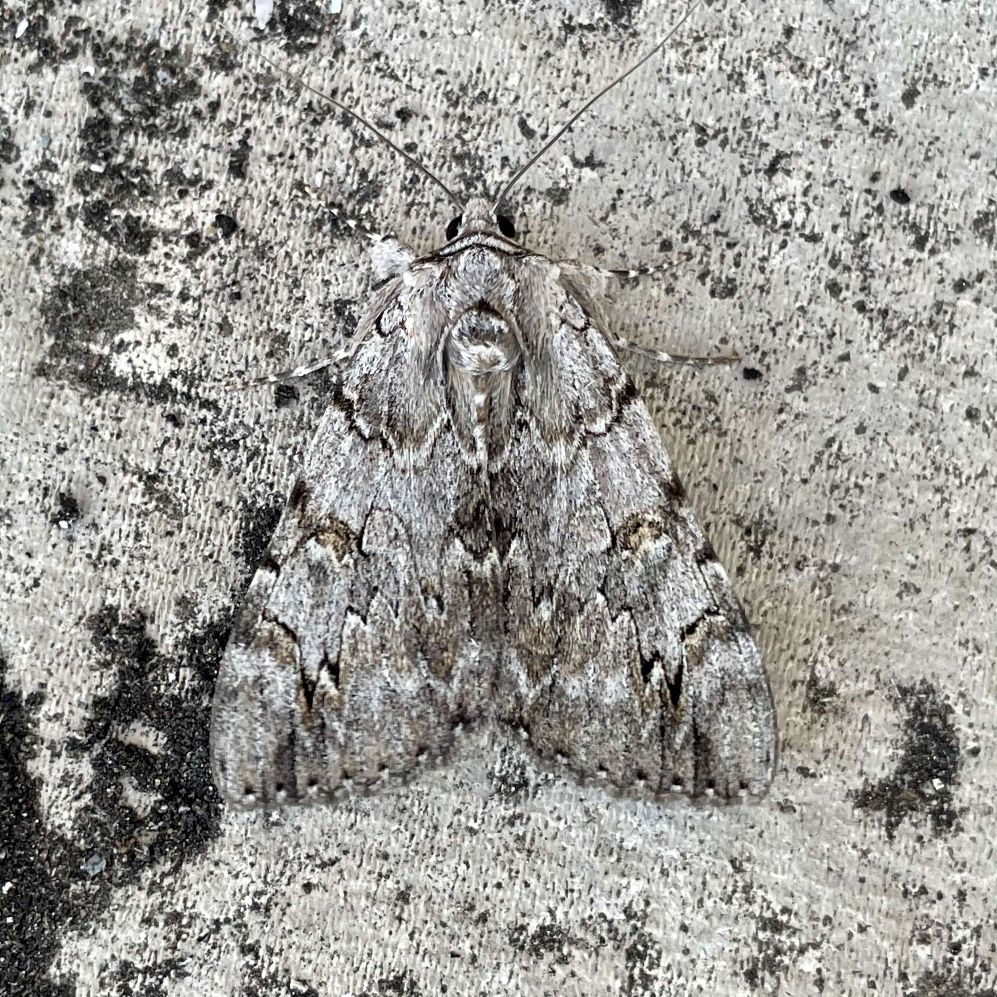 Rosy Underwing (Catocala electa) photographed in Somerset by Sue Davies