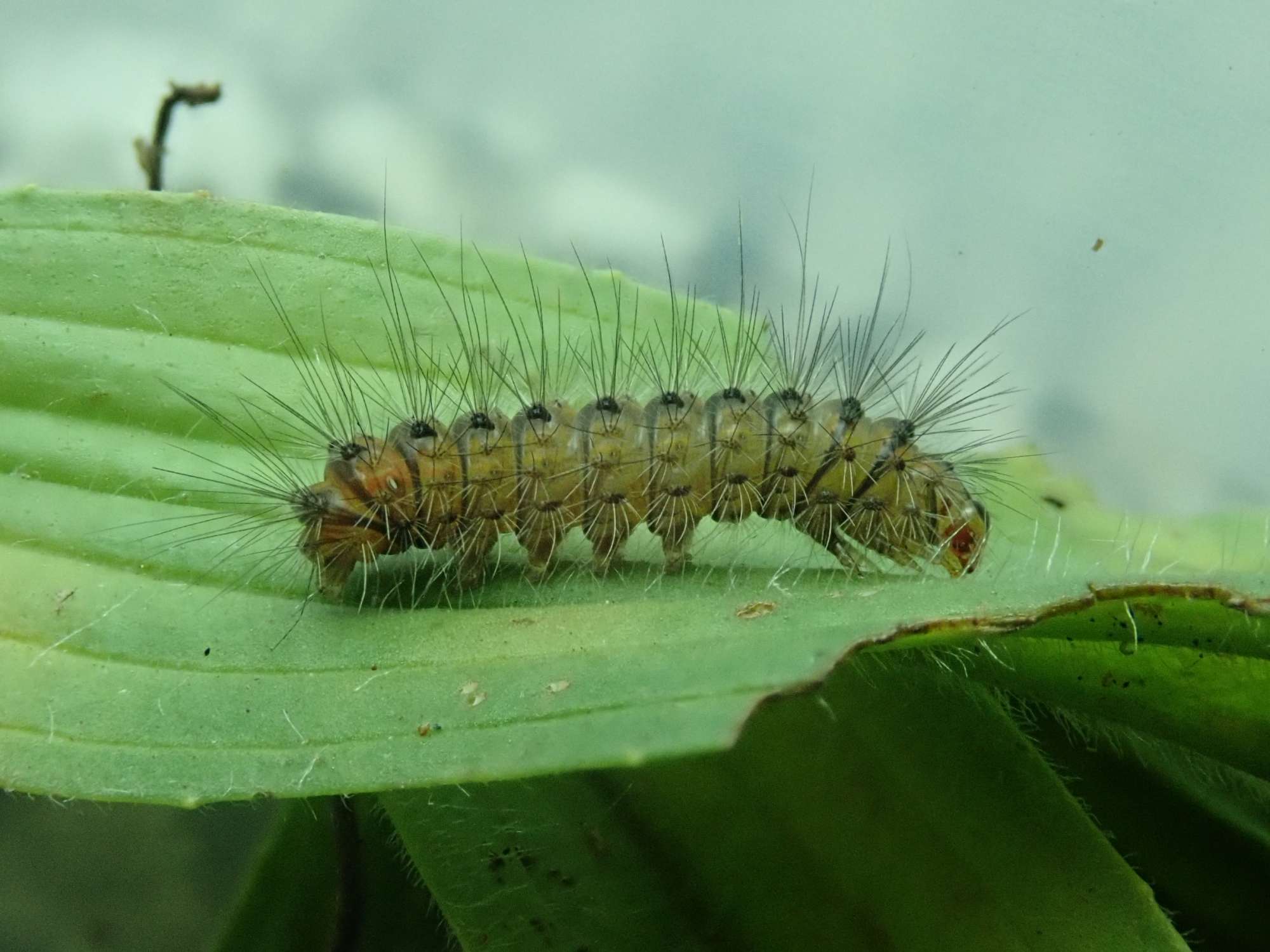 White Ermine (Spilosoma lubricipeda) photographed in Somerset by Christopher Iles