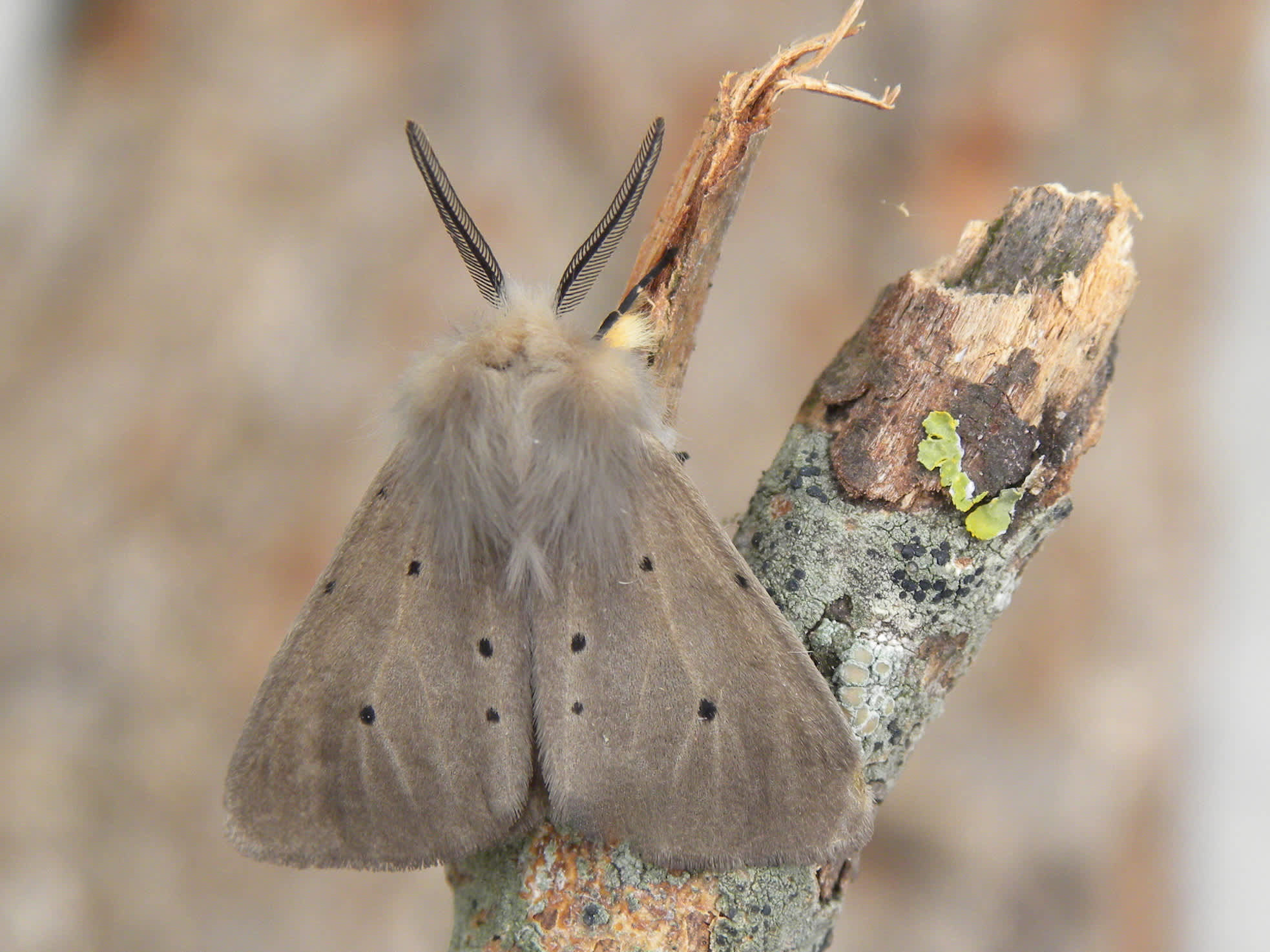 Muslin Moth (Diaphora mendica) photographed in Somerset by Sue Davies