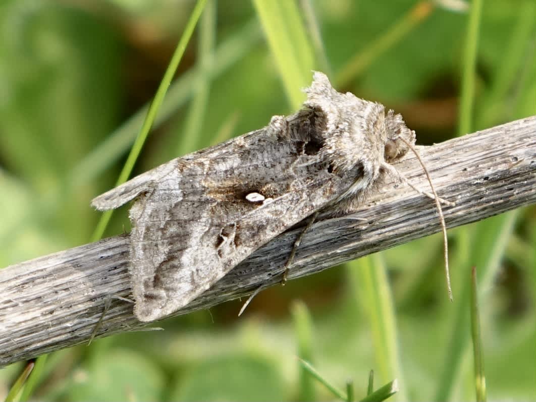 Silver Y (Autographa gamma) photographed in Somerset by Sue Davies