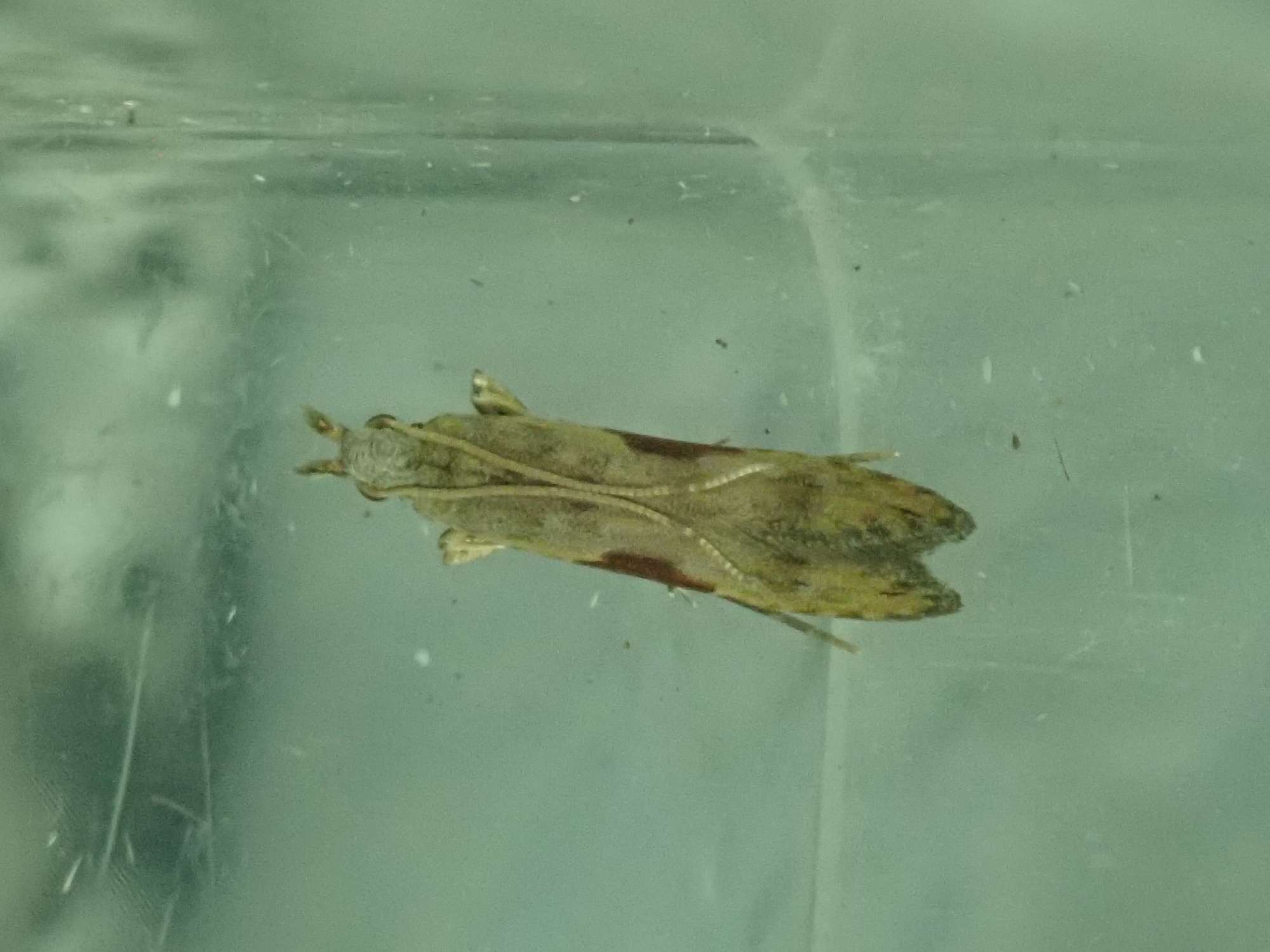 Square-spot Sober (Hypatima rhomboidella) photographed in Somerset by Christopher Iles