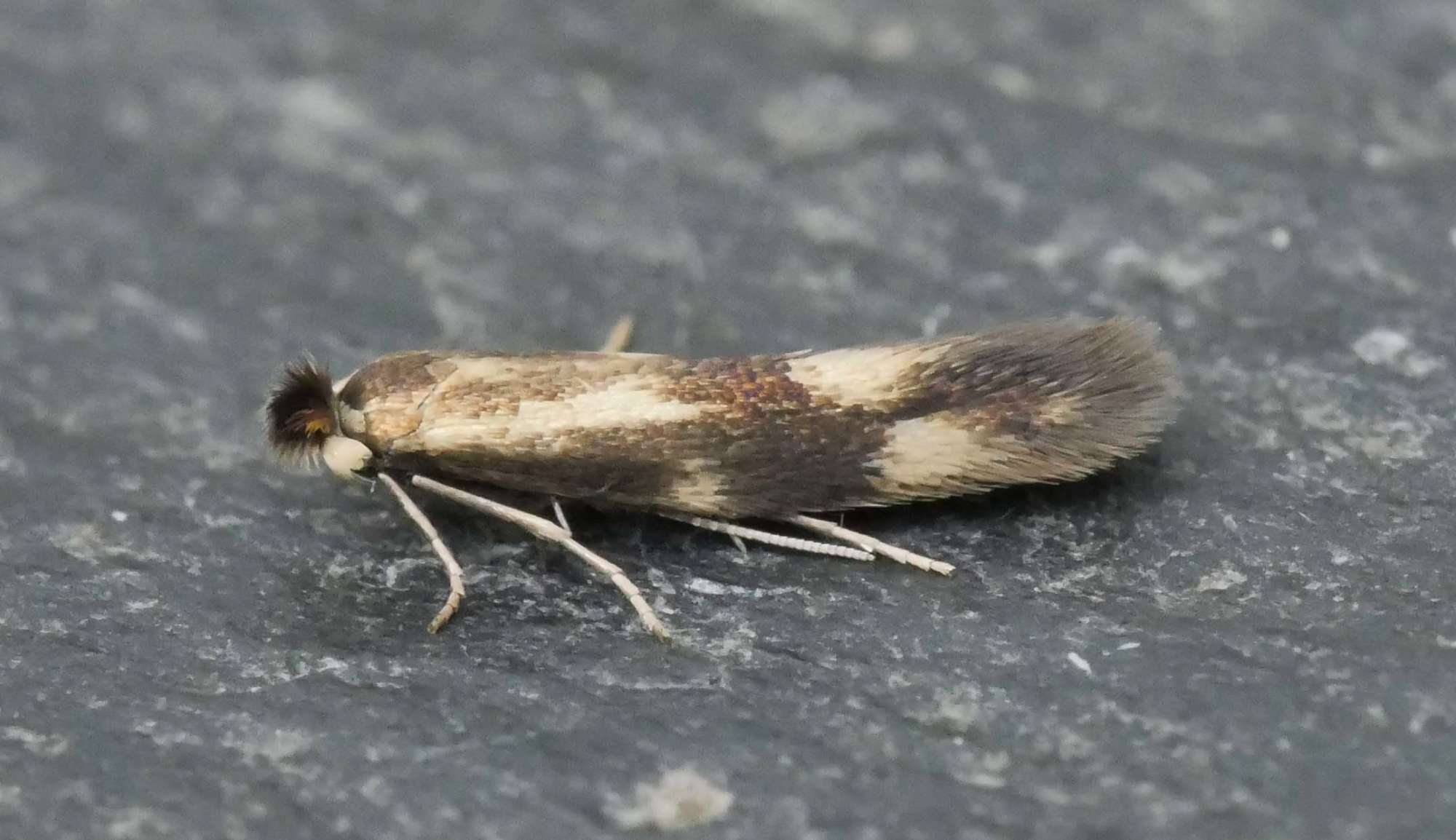 Bucculatrix nigricomella | Somerset Moths