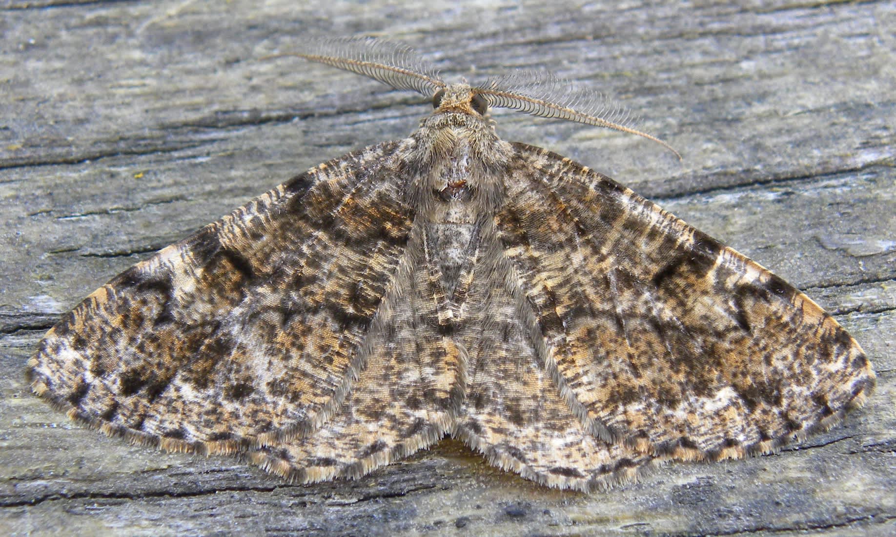 Satin Beauty (Deileptenia ribeata) photographed in Somerset by Sue Davies