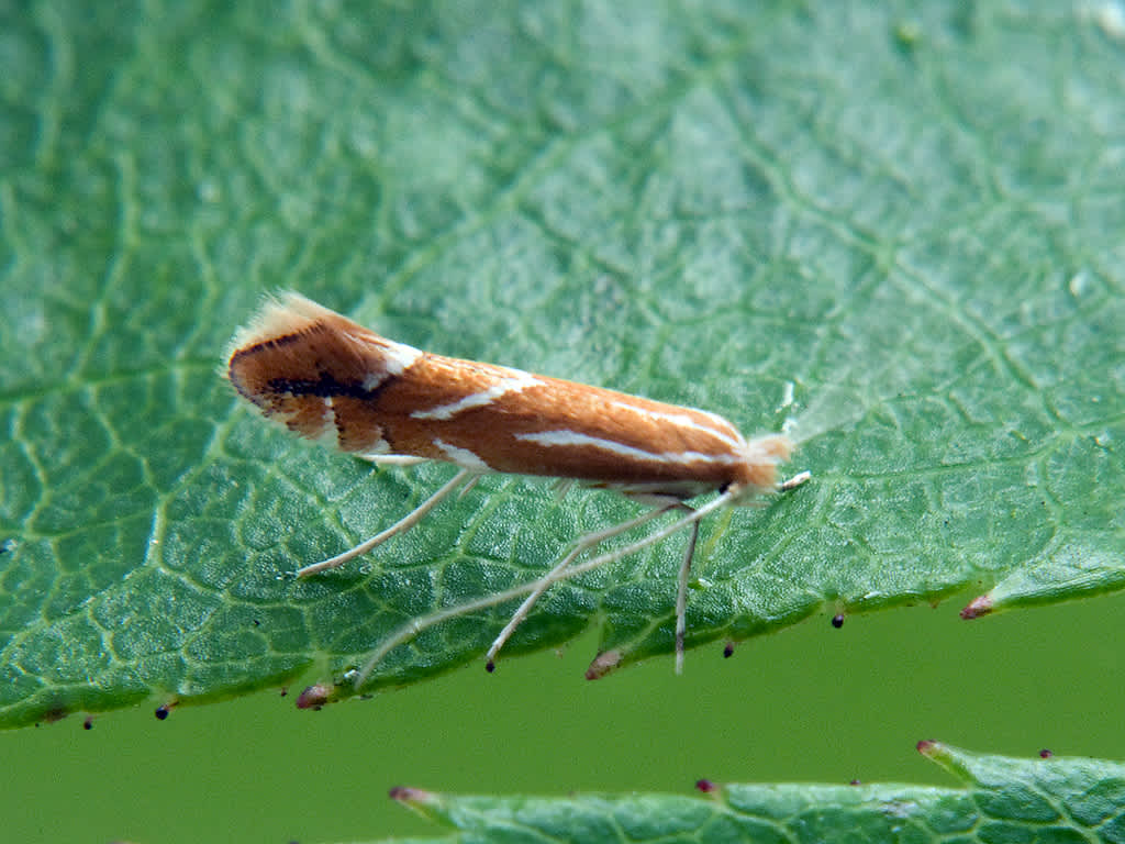 Firethorn Leaf-miner (Phyllonorycter leucographella) photographed in Somerset by John Bebbington