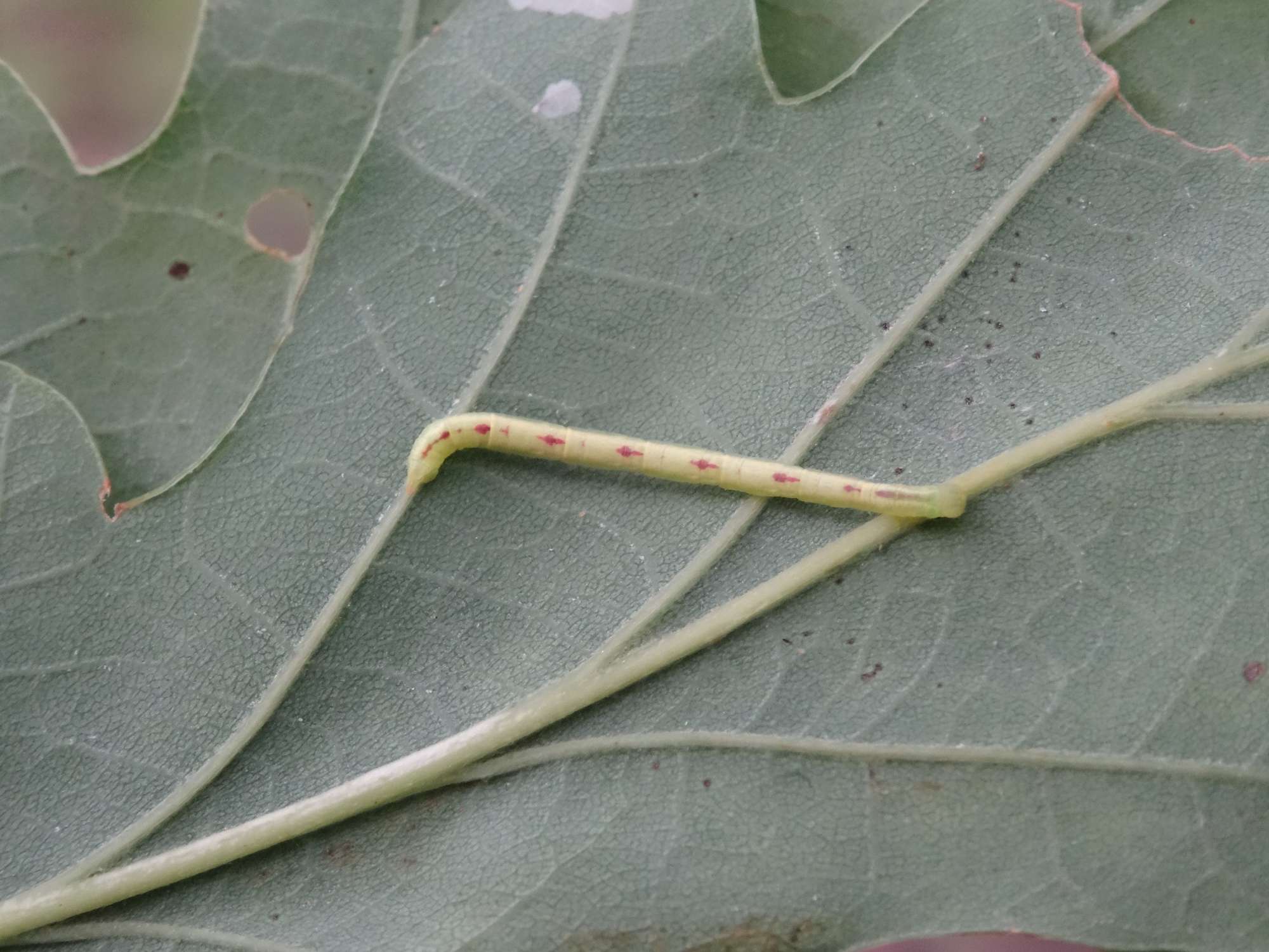 Red-green Carpet (Chloroclysta siterata) photographed in Somerset by Christopher Iles