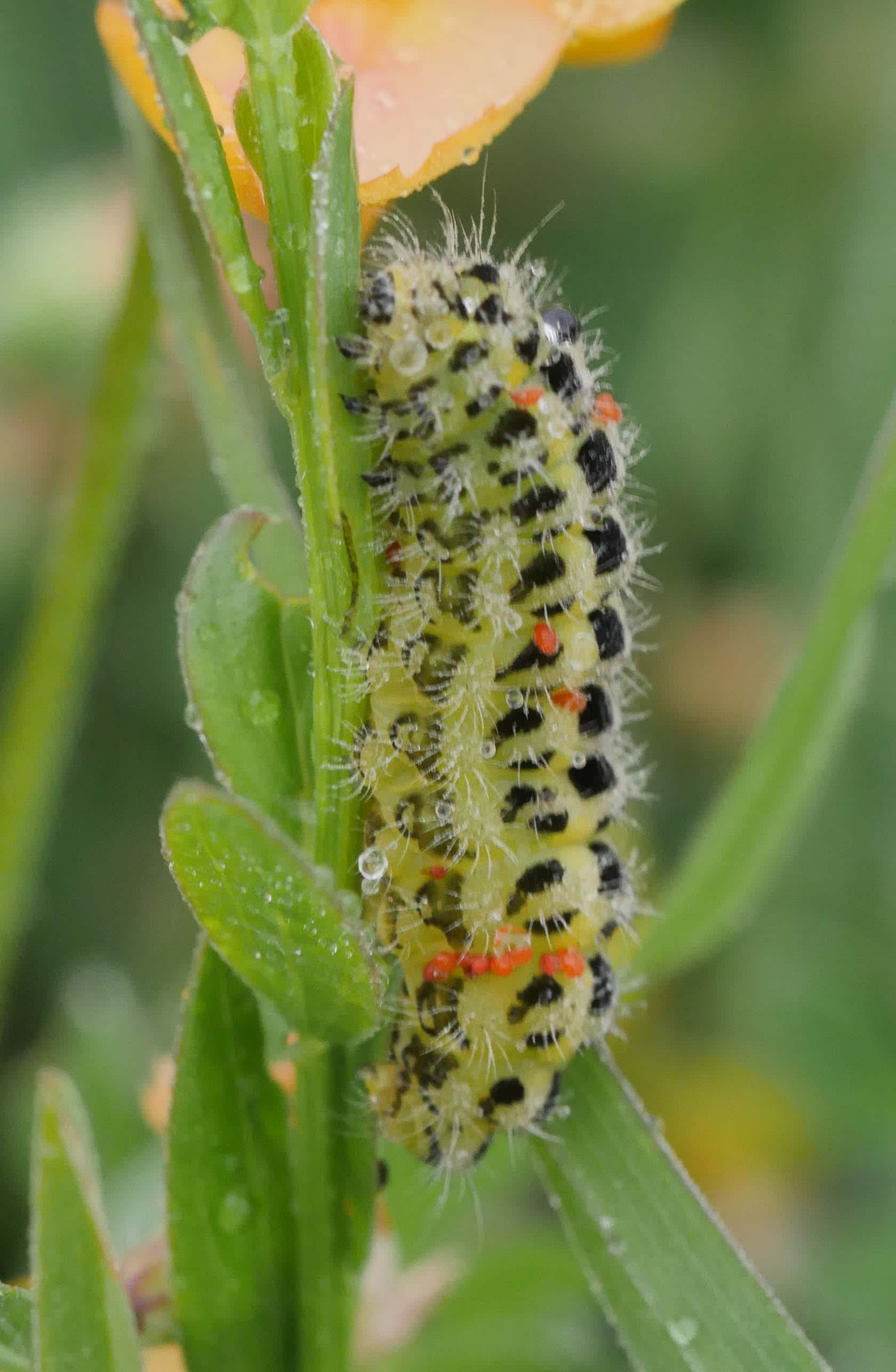 Six-Spot Burnet (Zygaena filipendulae) photographed in Somerset by Jenny Vickers