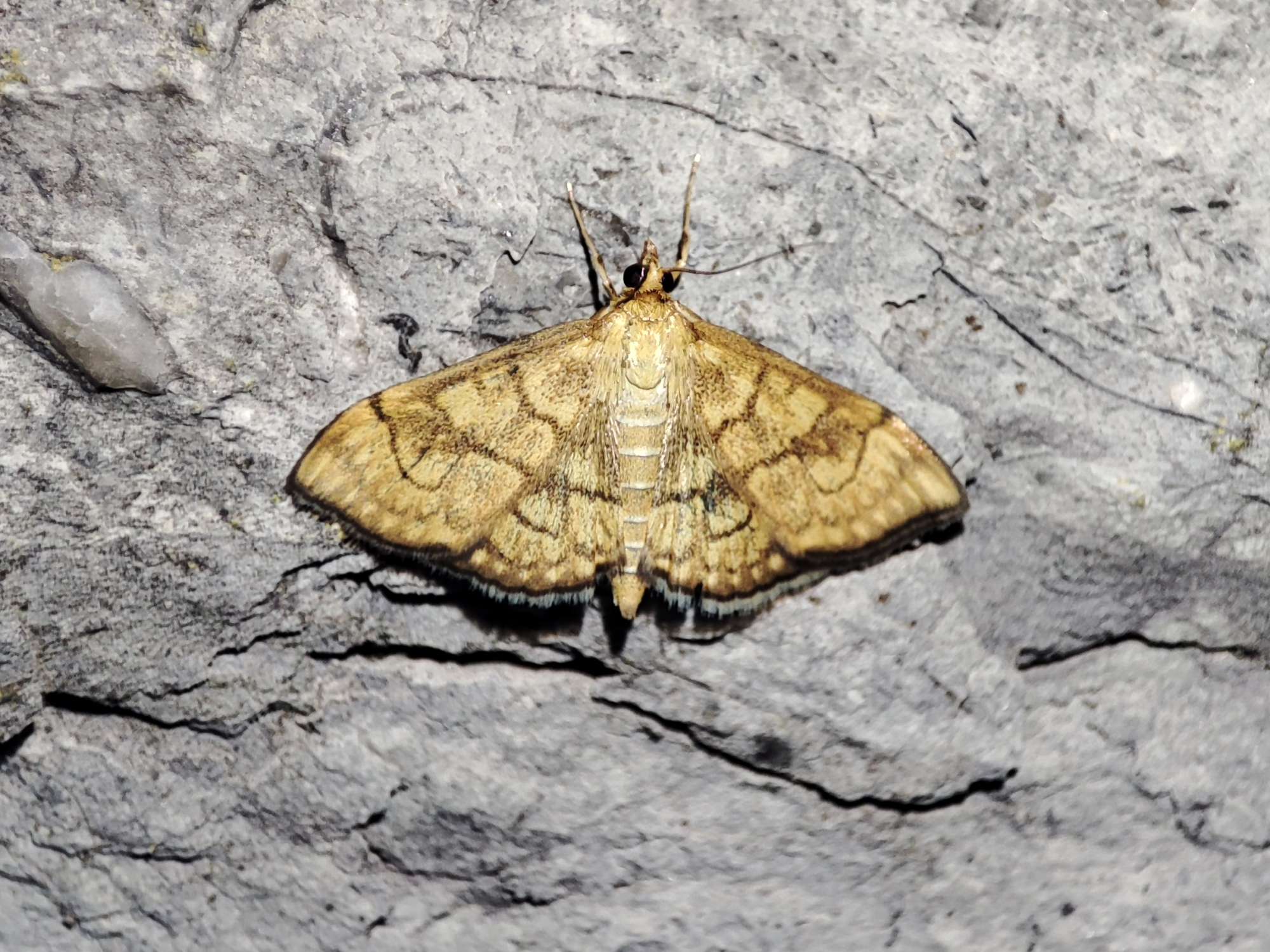 Golden Pearl (Anania verbascalis) photographed in Somerset by Jane Cole