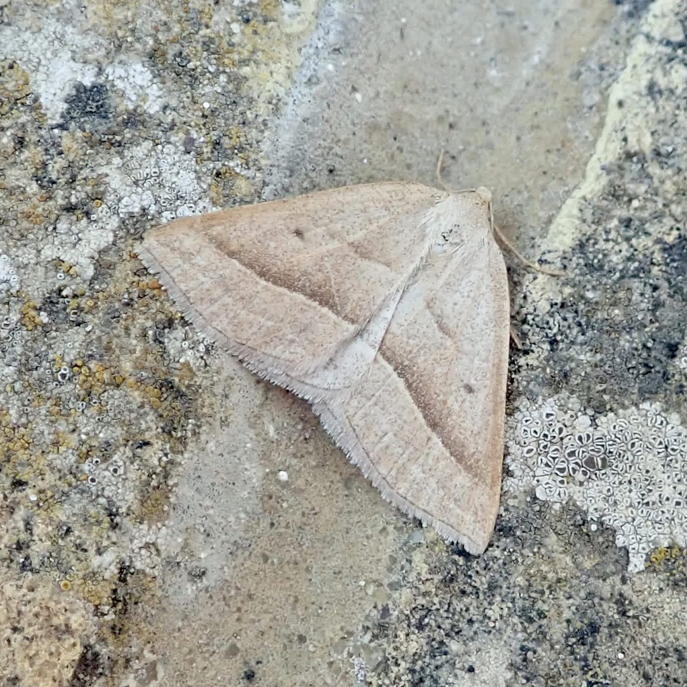 Brown Silver-line (Petrophora chlorosata) photographed in Somerset by Sue Davies