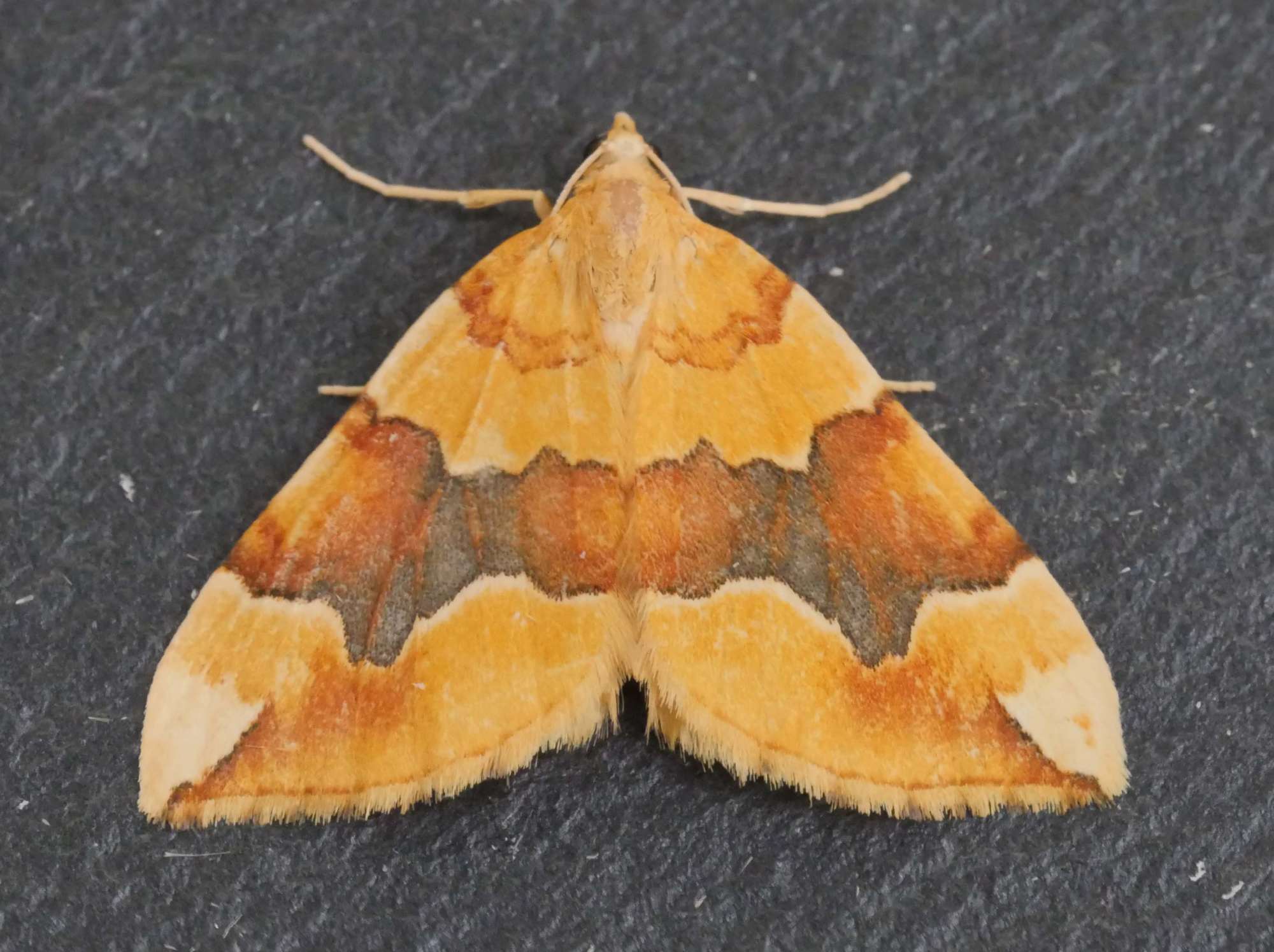 Barred Yellow (Cidaria fulvata) photographed in Somerset by Jenny Vickers