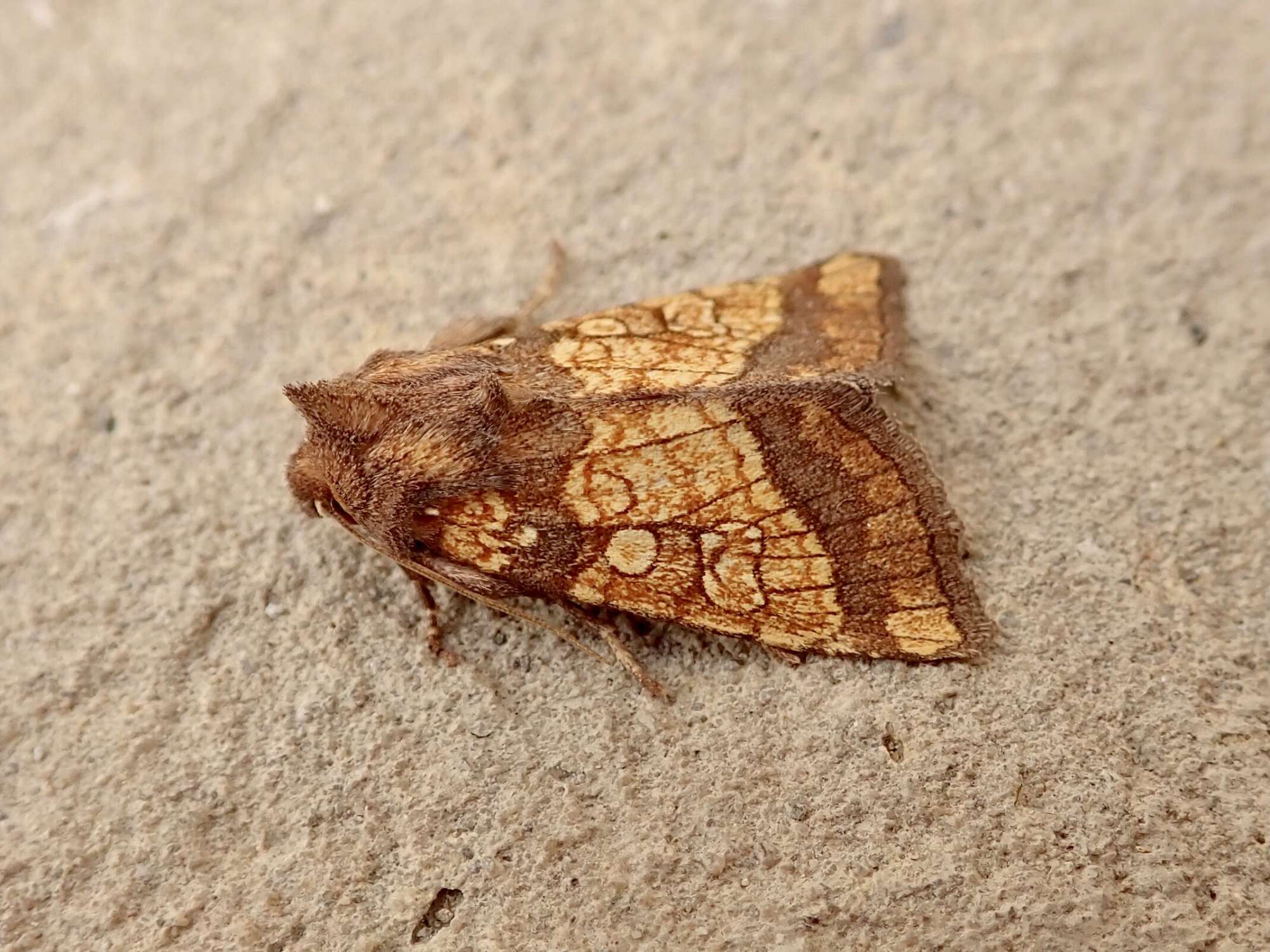 Frosted Orange (Gortyna flavago) photographed in Somerset by Sue Davies