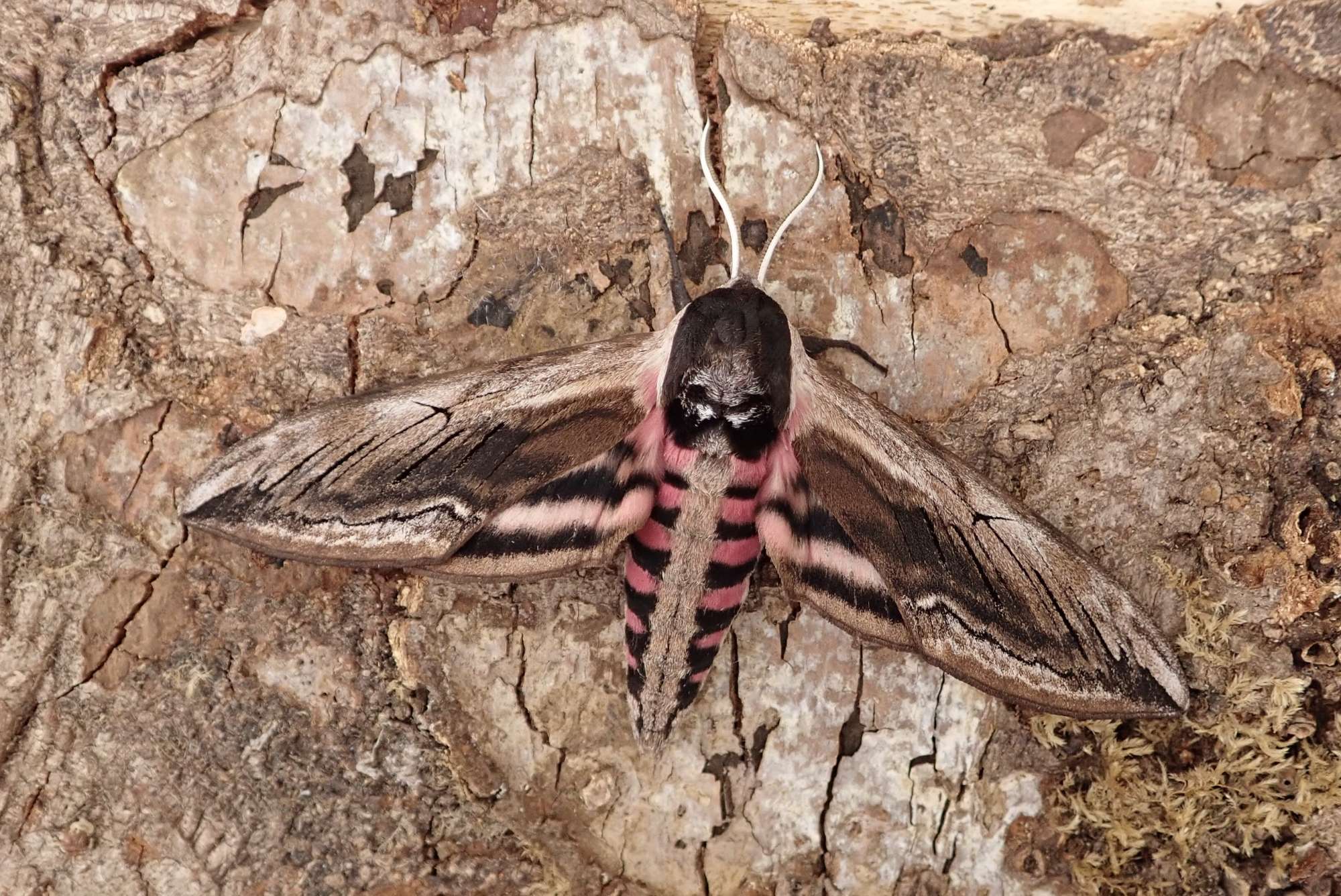 Privet Hawk-moth (Sphinx ligustri) photographed in Somerset by Sue Davies