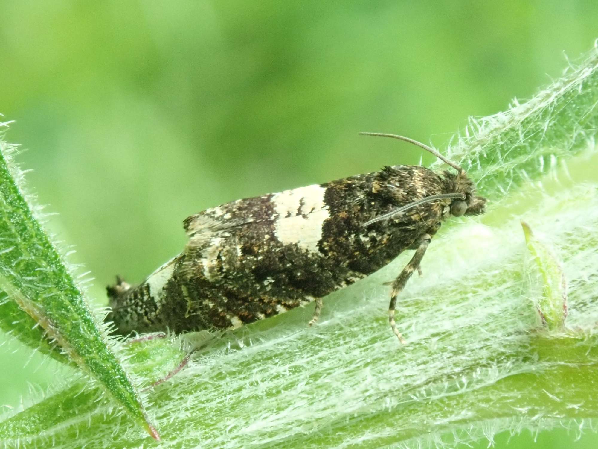 Knapweed Bell (Epiblema cirsiana) photographed in Somerset by Christopher Iles