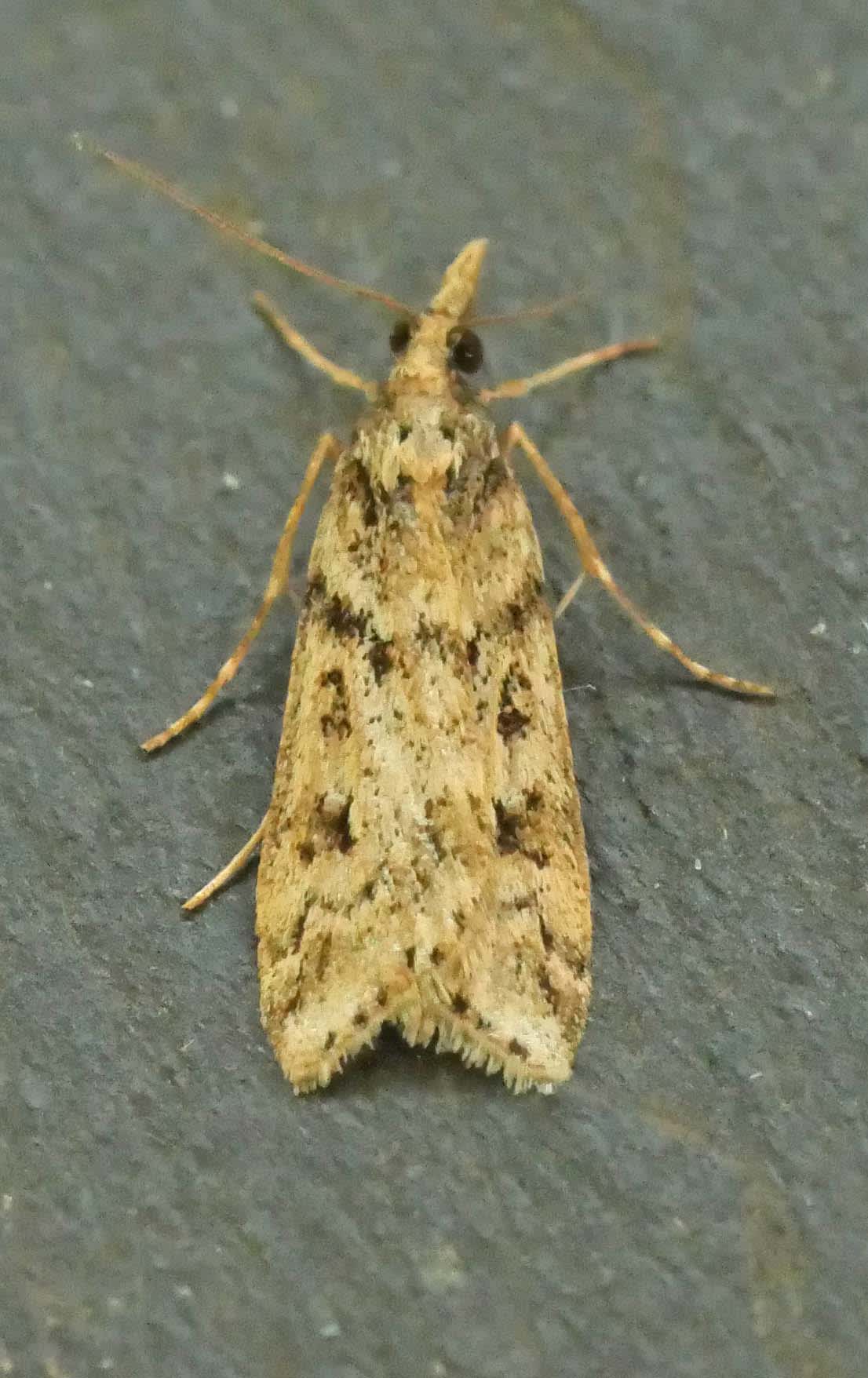 Narrow-winged Grey (Eudonia angustea) photographed in Somerset by Jenny Vickers