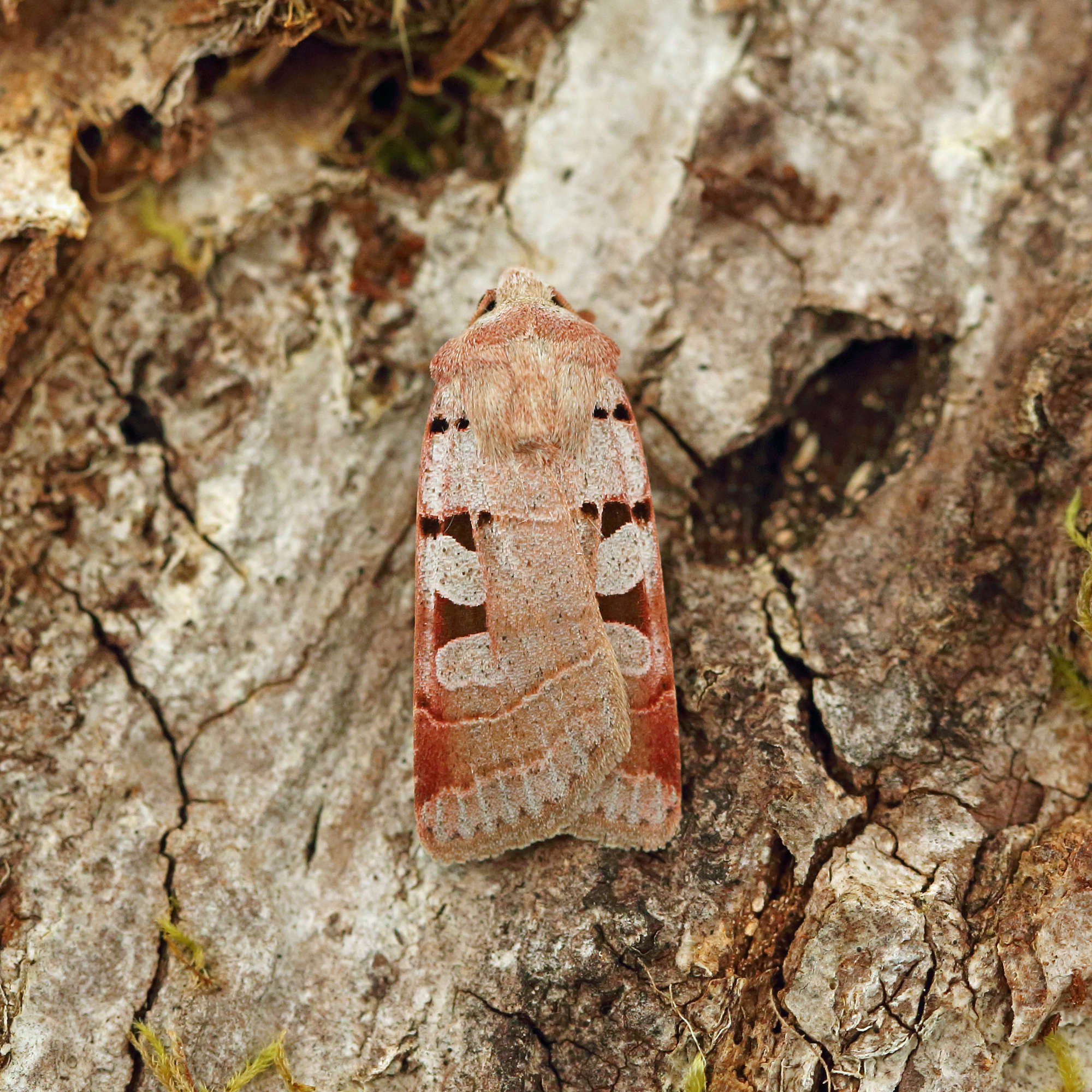 Autumnal Rustic (Eugnorisma glareosa) photographed in Somerset by Nigel Voaden