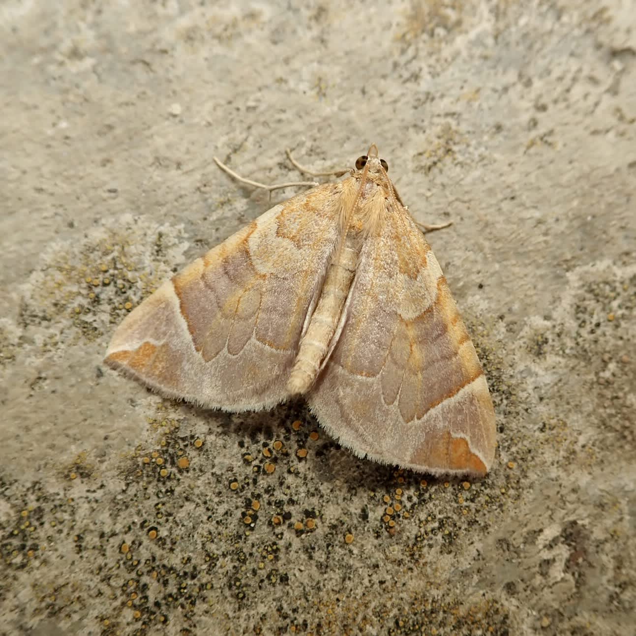 The Chevron (Eulithis testata) photographed in Somerset by Sue Davies