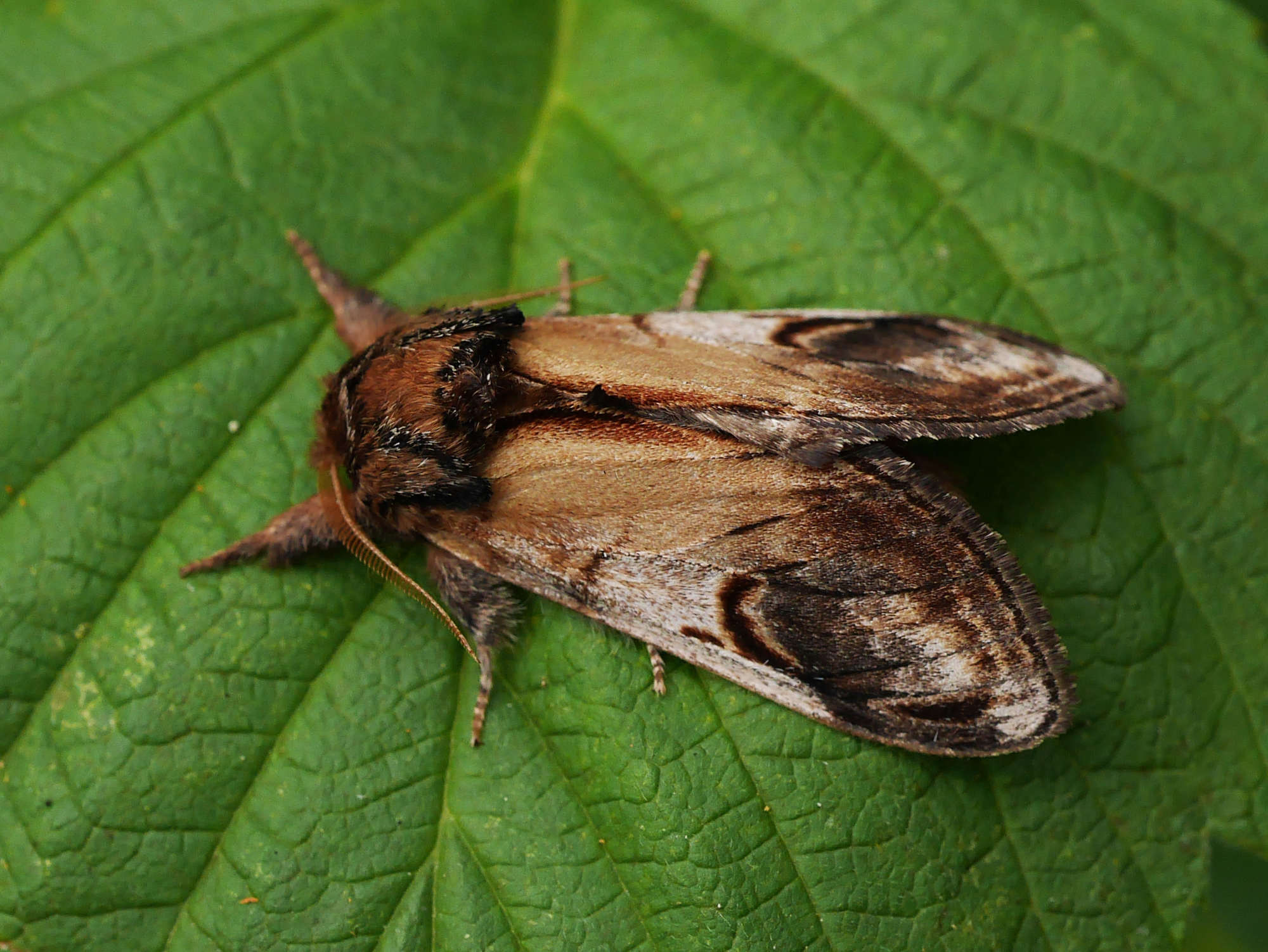 Pebble Prominent (Notodonta ziczac) photographed in Somerset by John Connolly