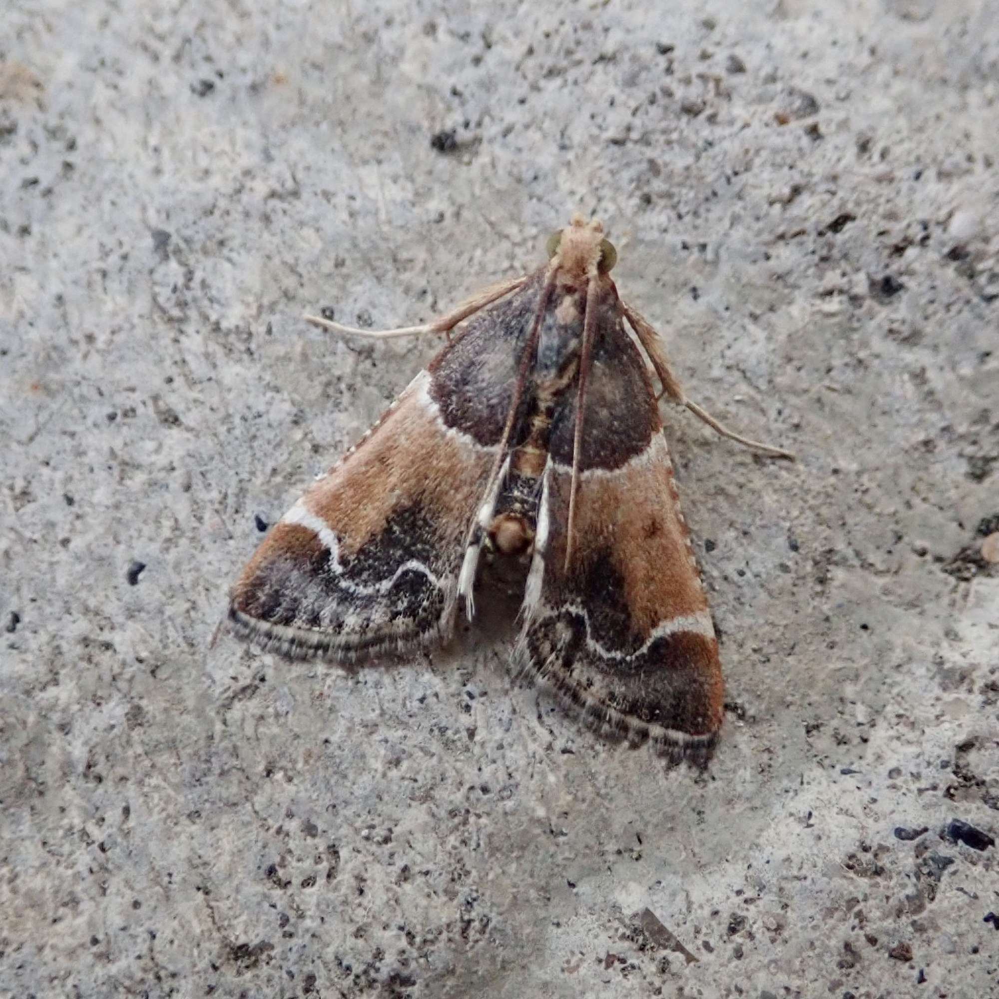 Meal Moth (Pyralis farinalis) photographed in Somerset by Sue Davies