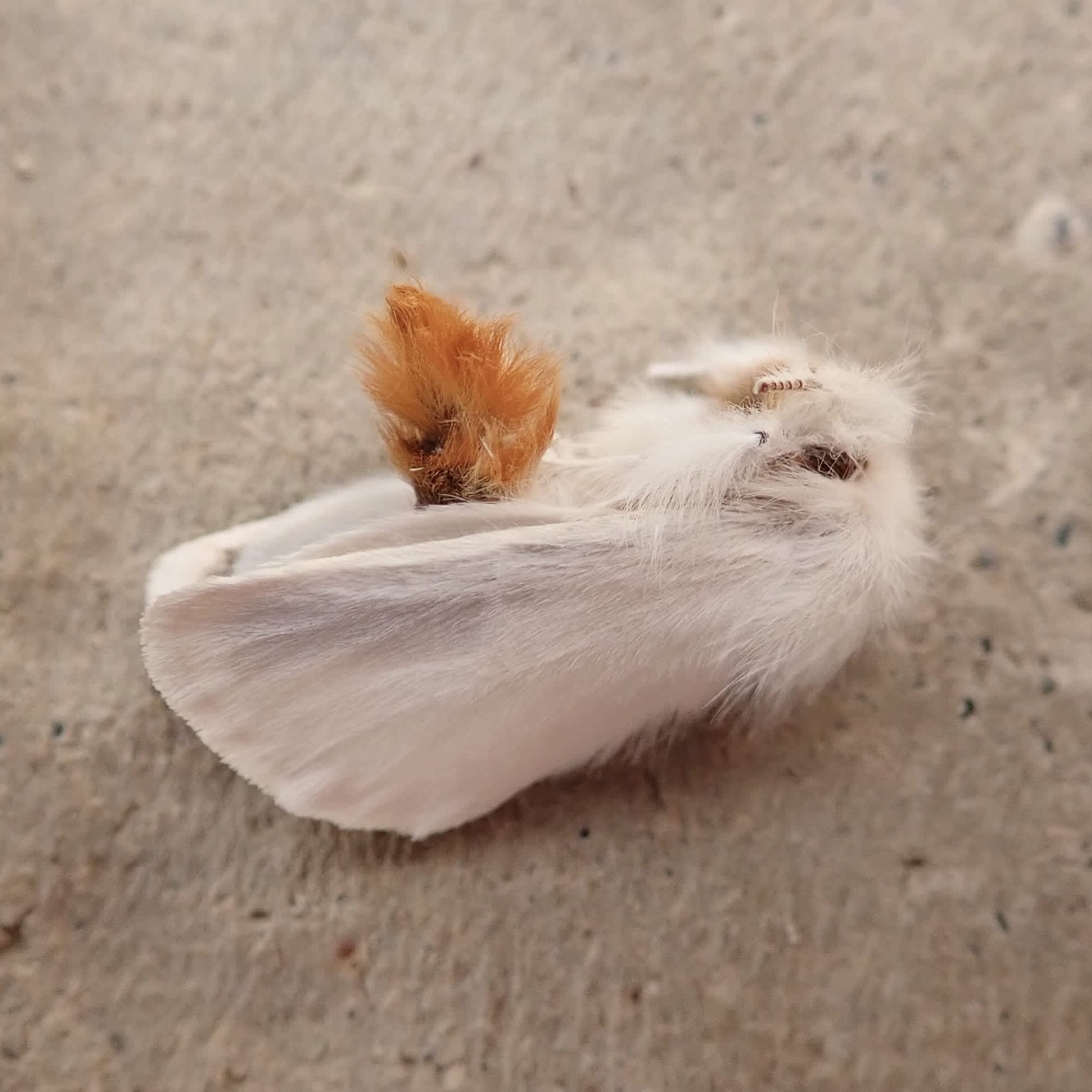 Brown-tail (Euproctis chrysorrhoea) photographed in Somerset by Sue Davies