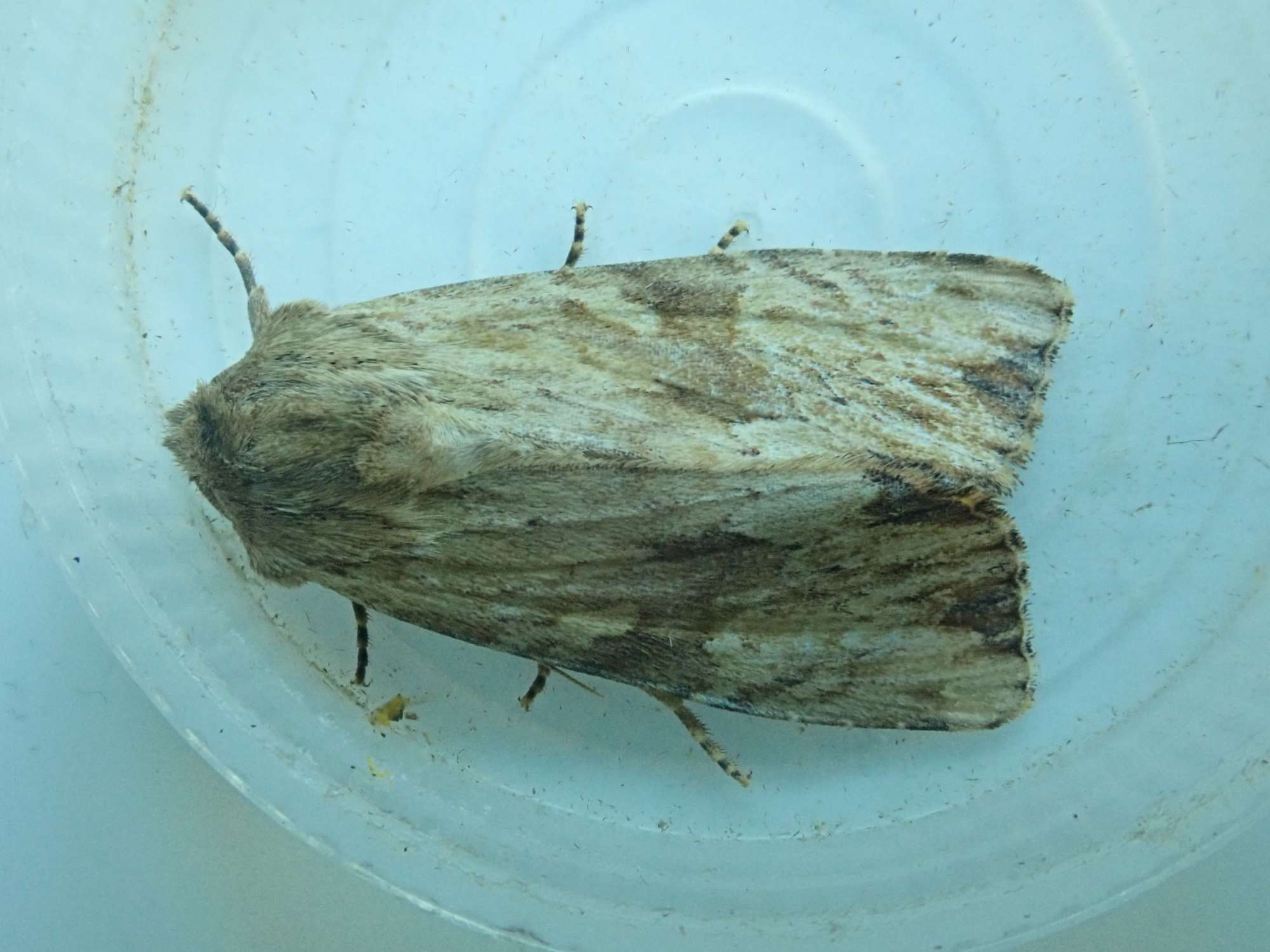 Reddish Light Arches (Apamea sublustris) photographed in Somerset by Christopher Iles