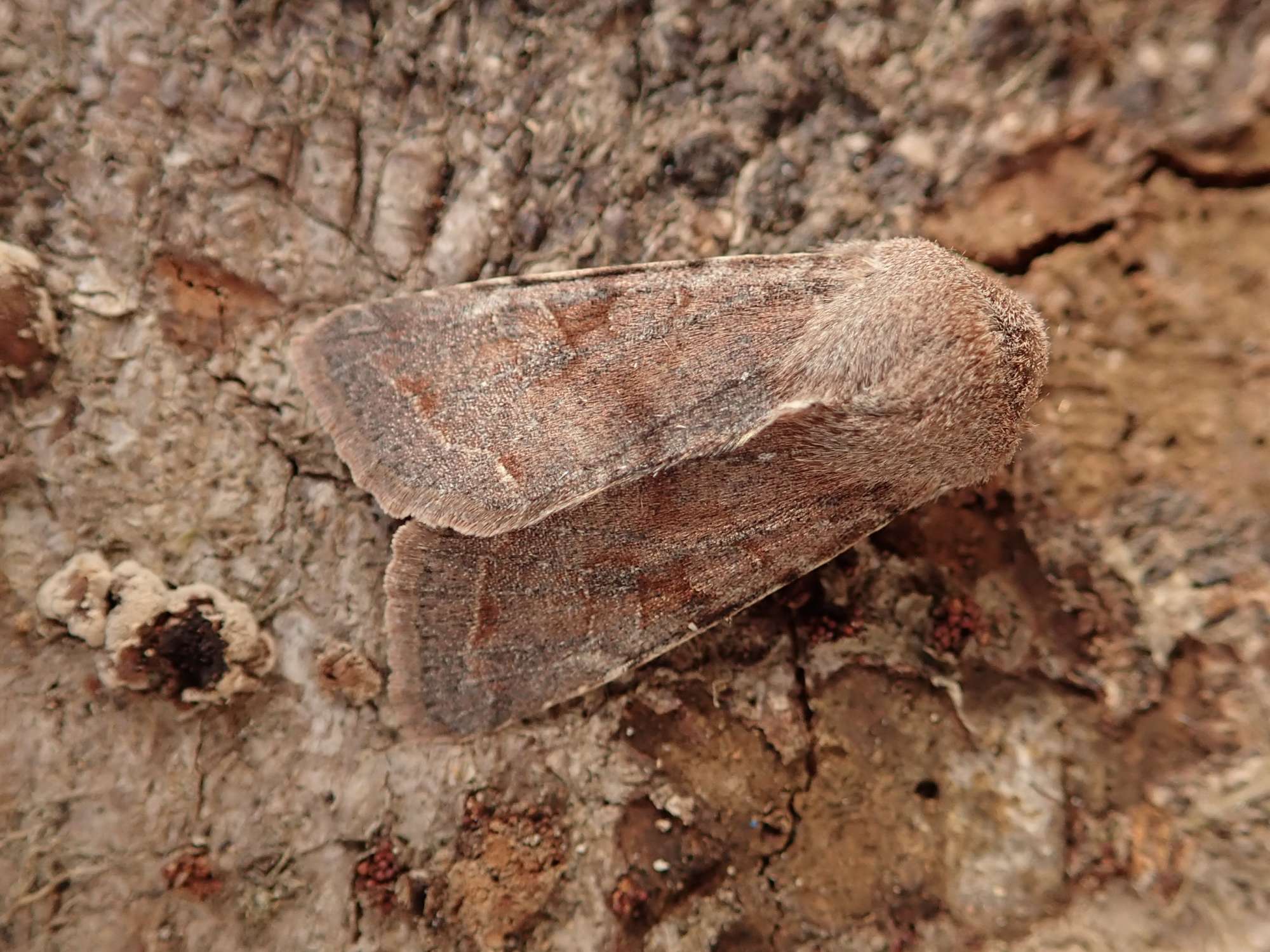 Clouded Drab (Orthosia incerta) photographed in Somerset by Sue Davies