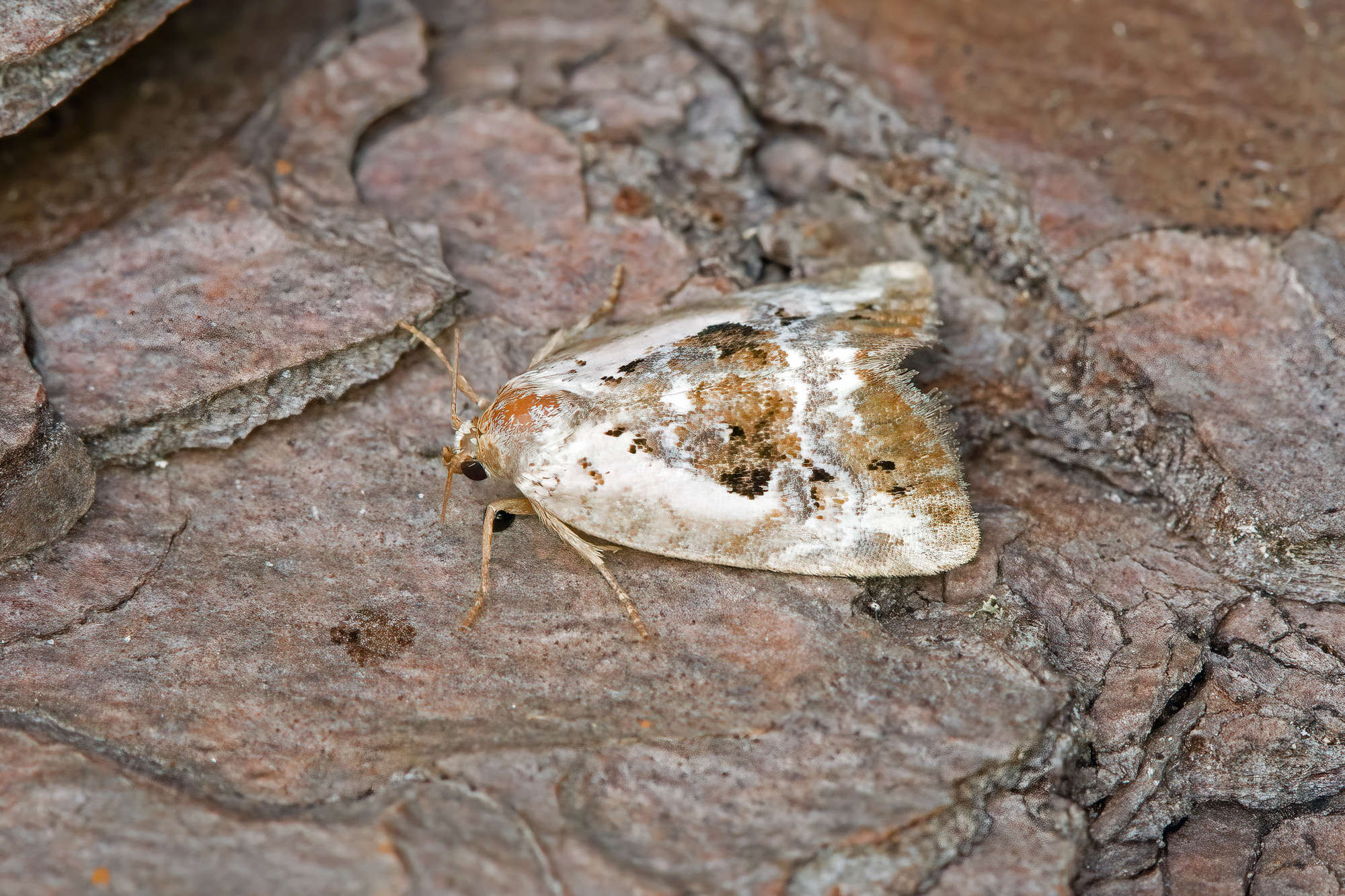 Rosy Marbled (Elaphria venustula) photographed in Somerset by Nigel Voaden