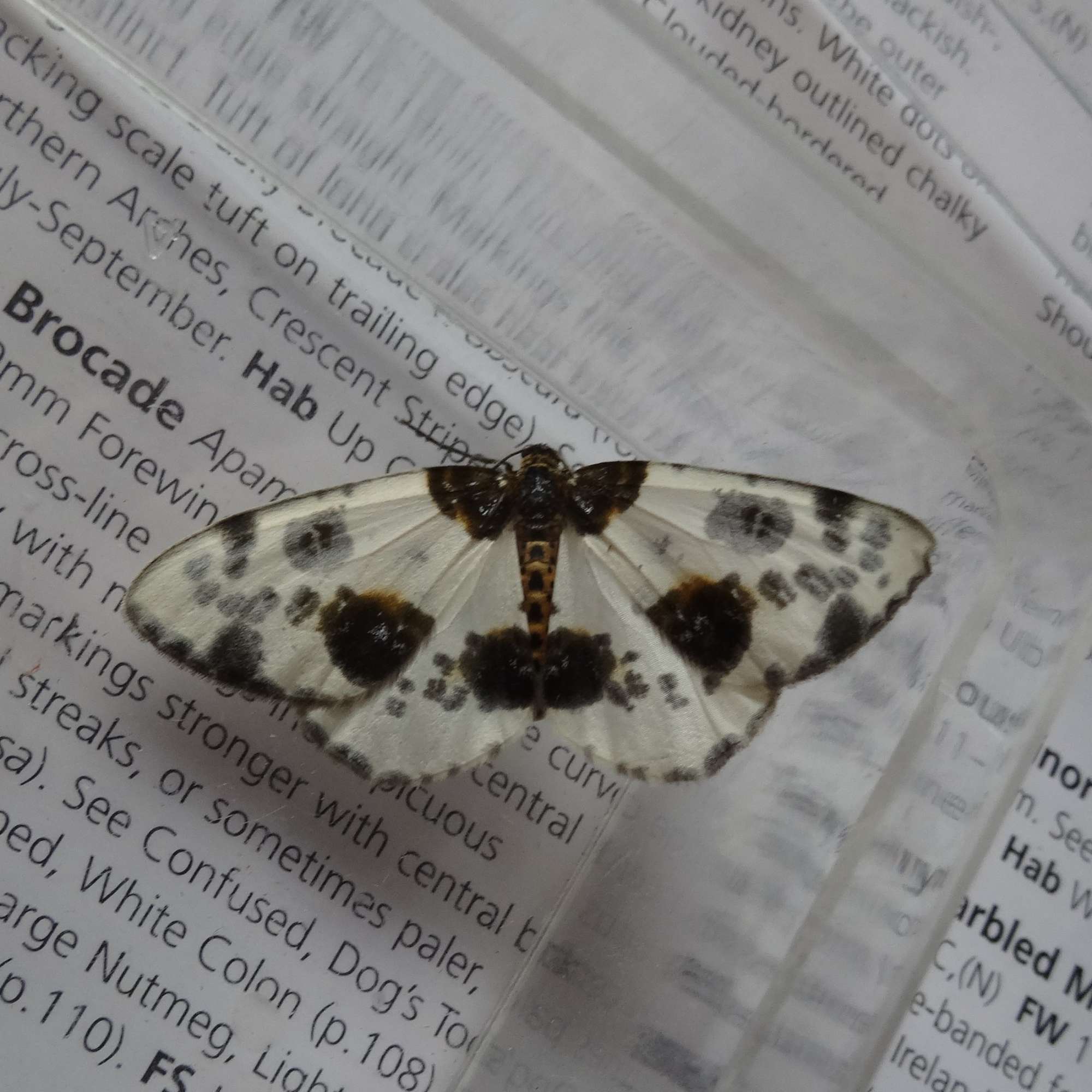 Clouded Magpie (Abraxas sylvata) photographed in Somerset by Christopher ILes