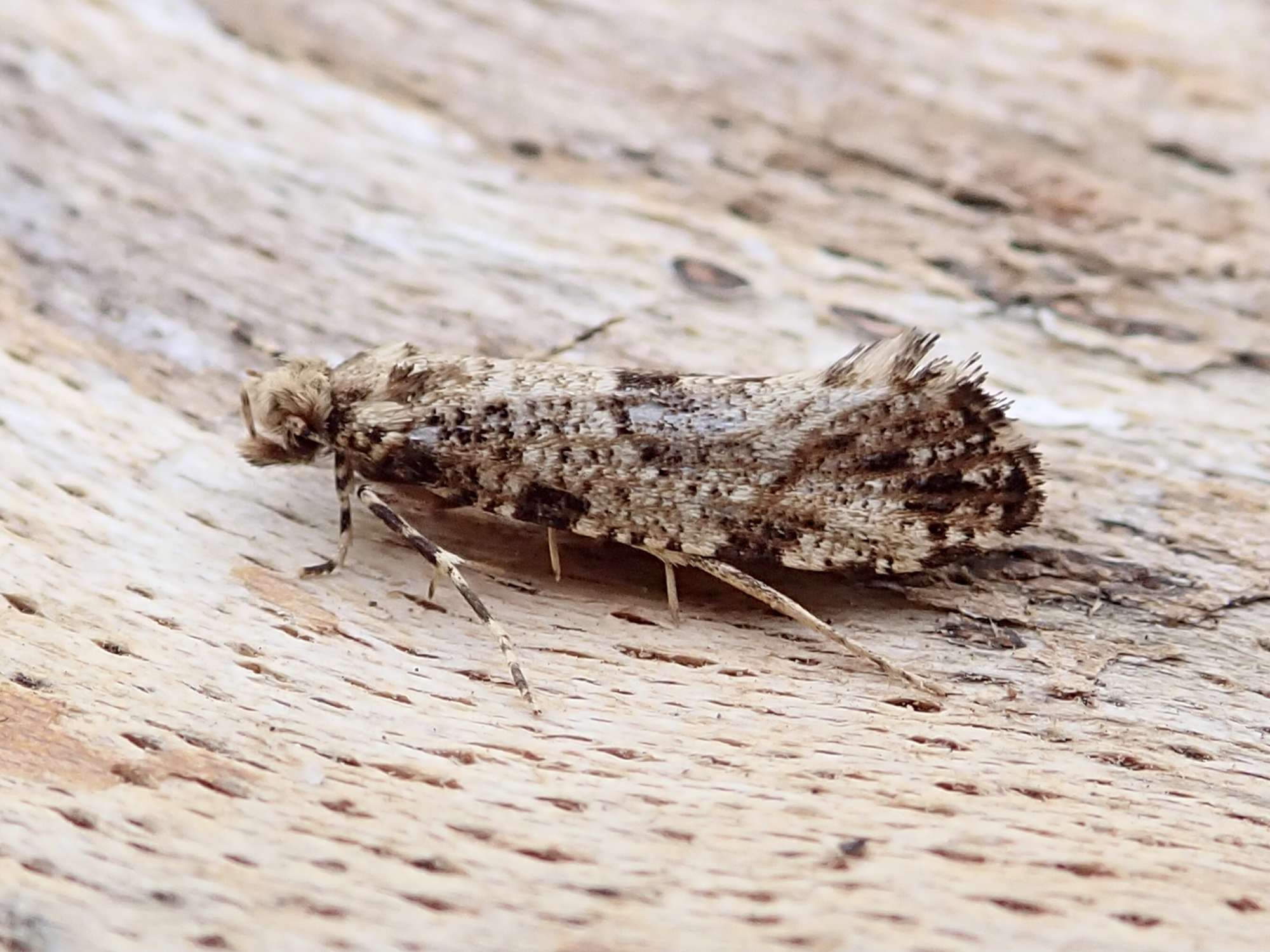 Large Clothes Moth (Morophaga choragella) photographed in Somerset by Sue Davies