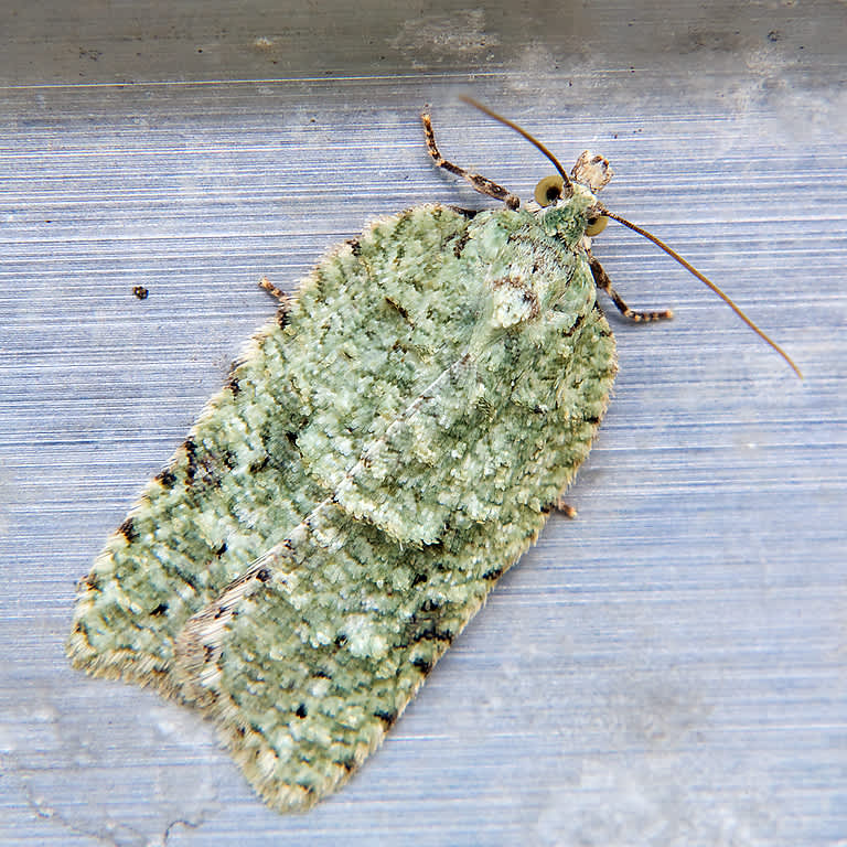 Lichen Button (Acleris literana) photographed in Somerset by John Bebbington