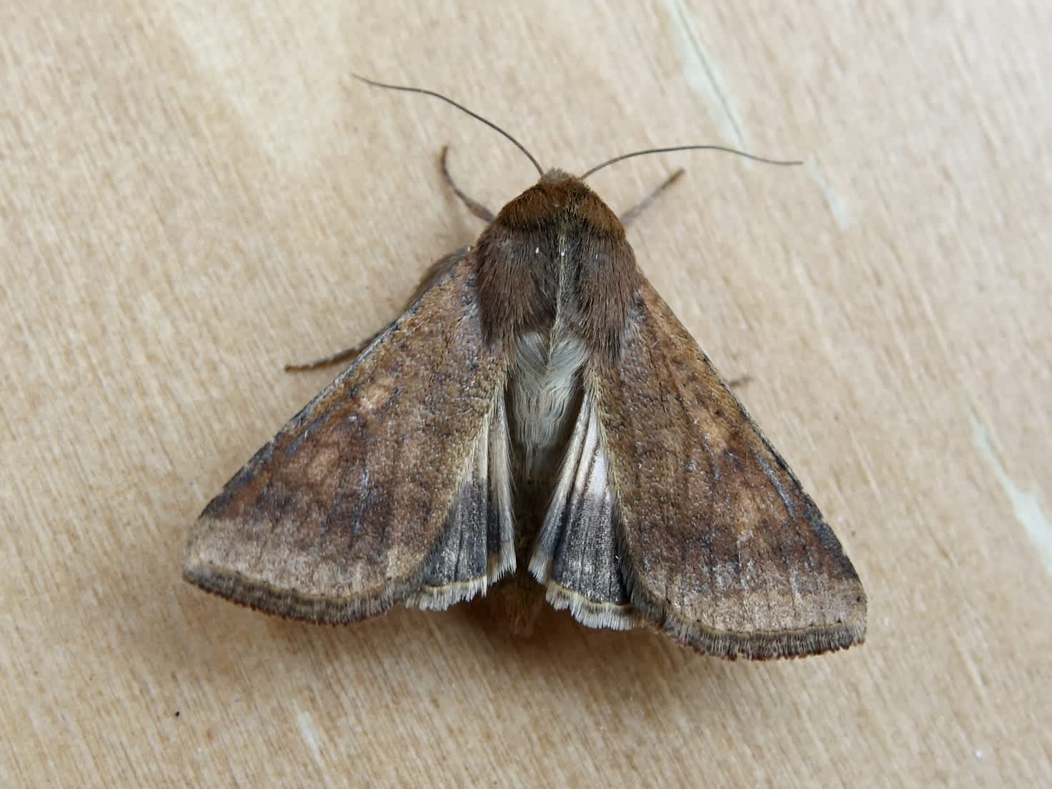 Scarce Bordered Straw (Helicoverpa armigera) photographed in Somerset by Sue Davies