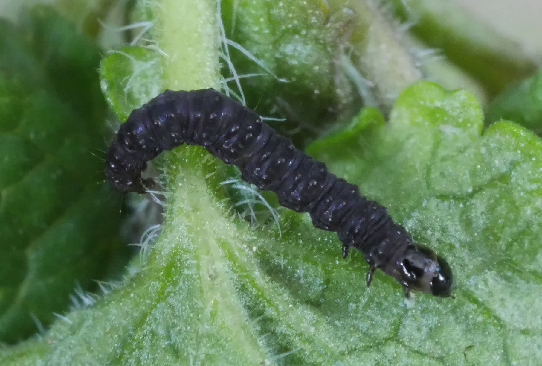 Common Marble (Celypha lacunana) photographed in Somerset by Jenny Vickers